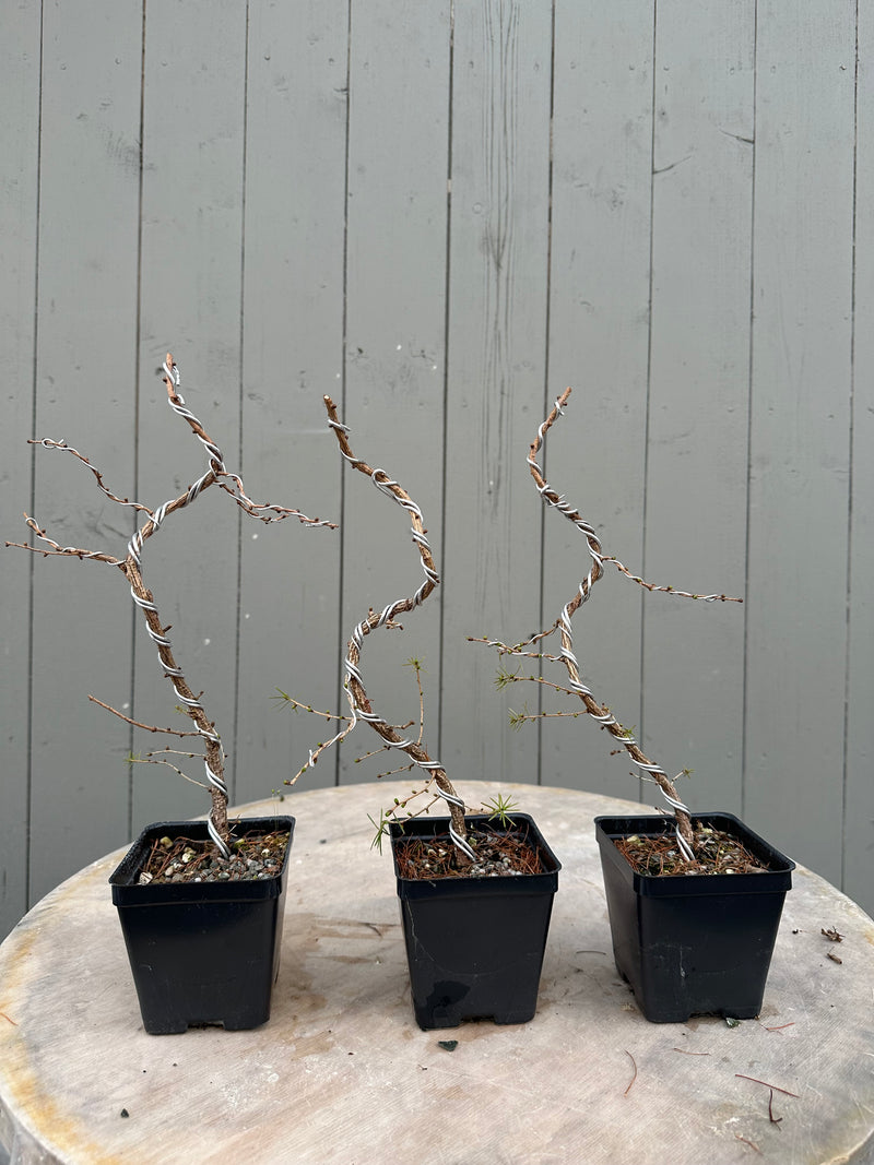 Larix laricina – Canada Bonsai