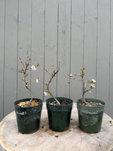 Prunus tomentosa (cutting-grown)
