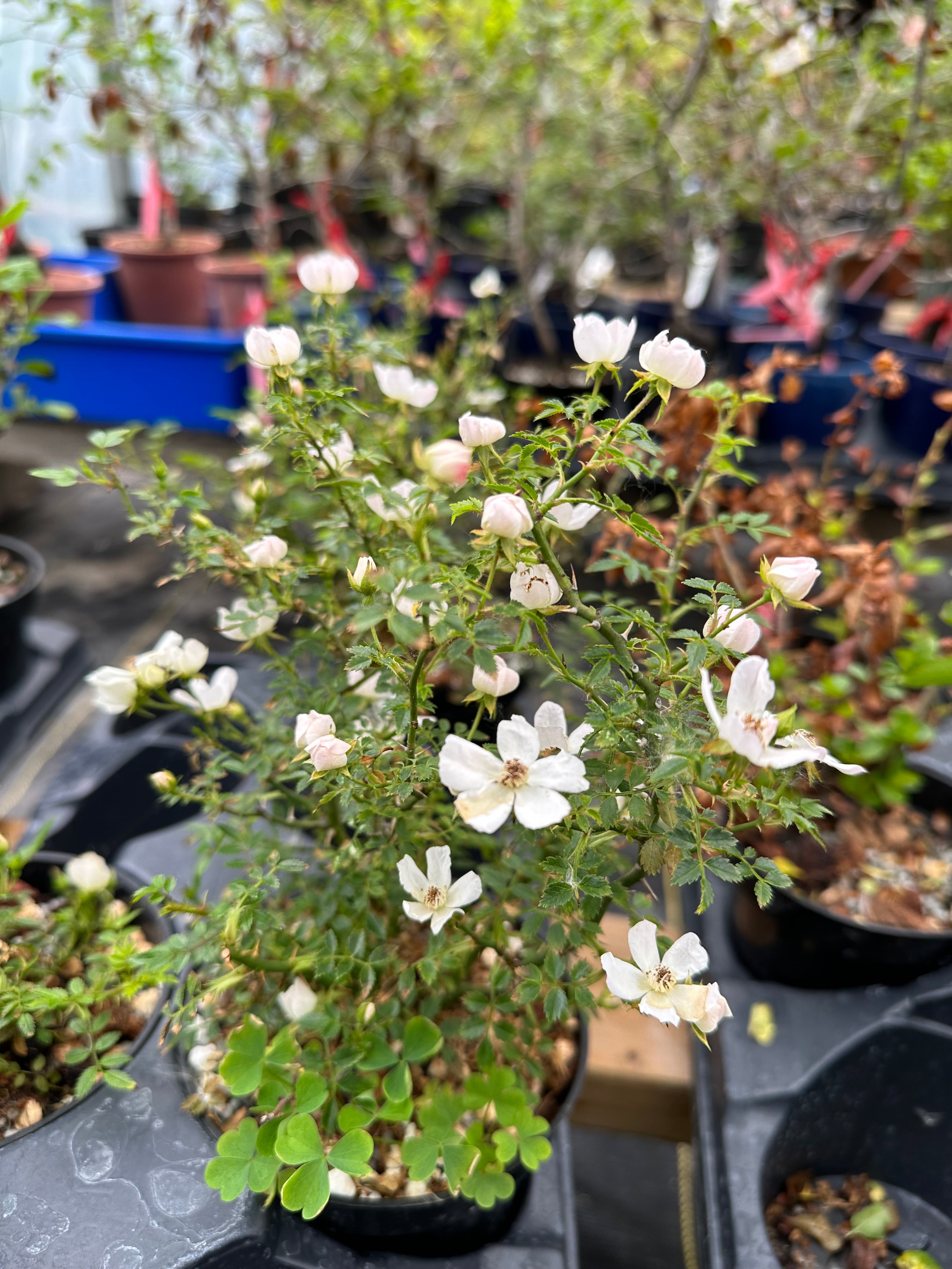 Rosa (white/pink)