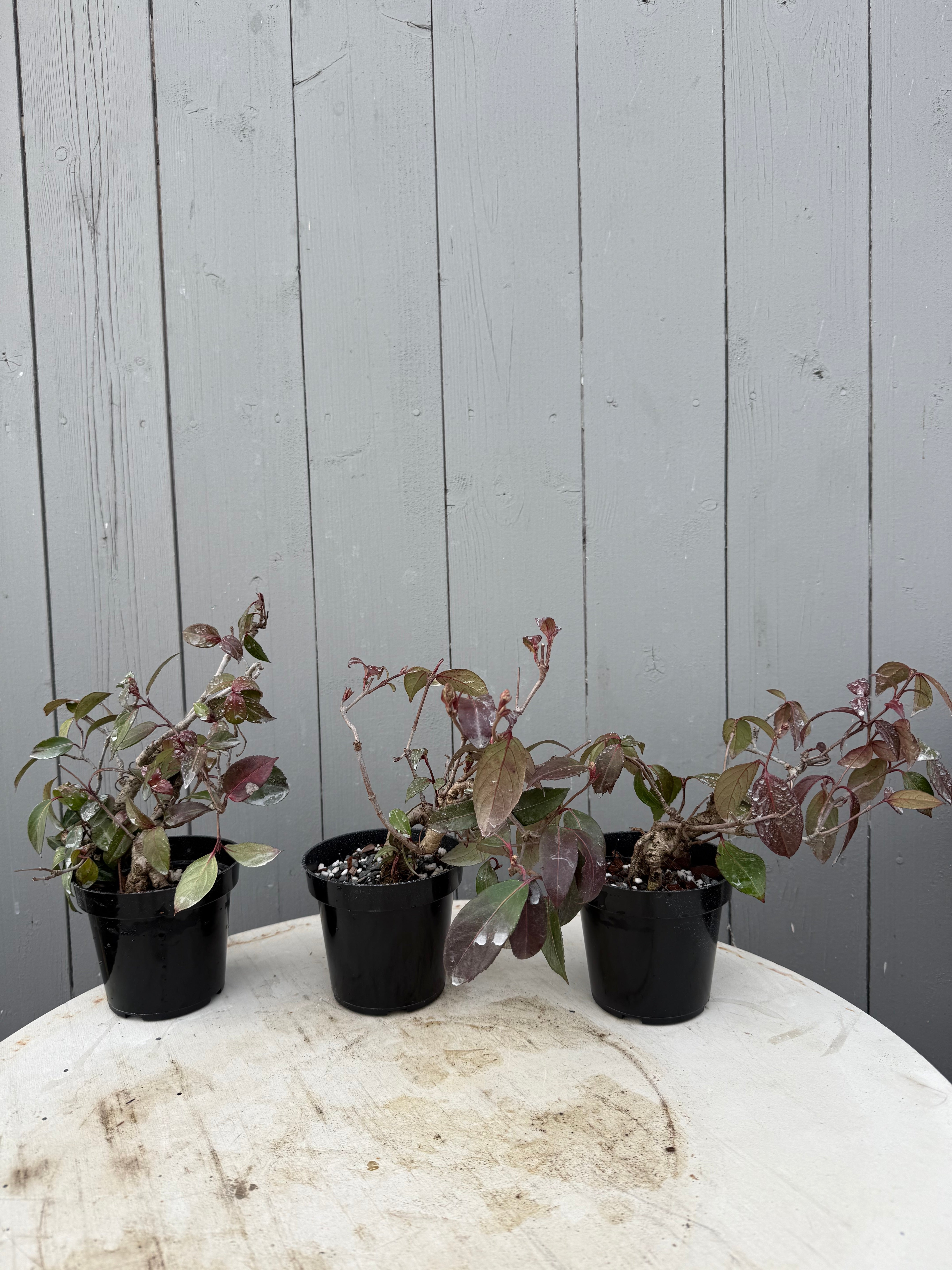 Kadsura japonica