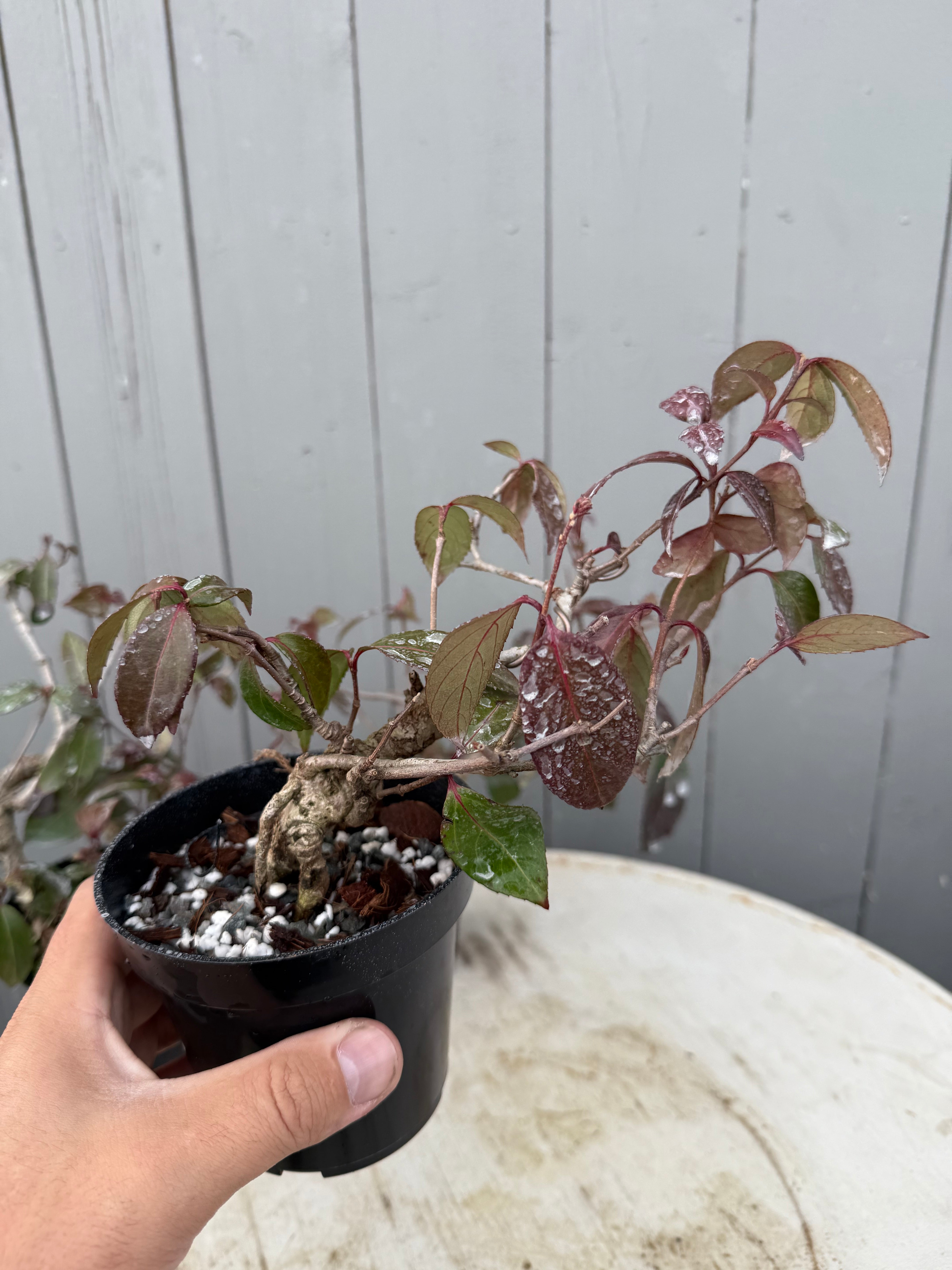 Kadsura japonica