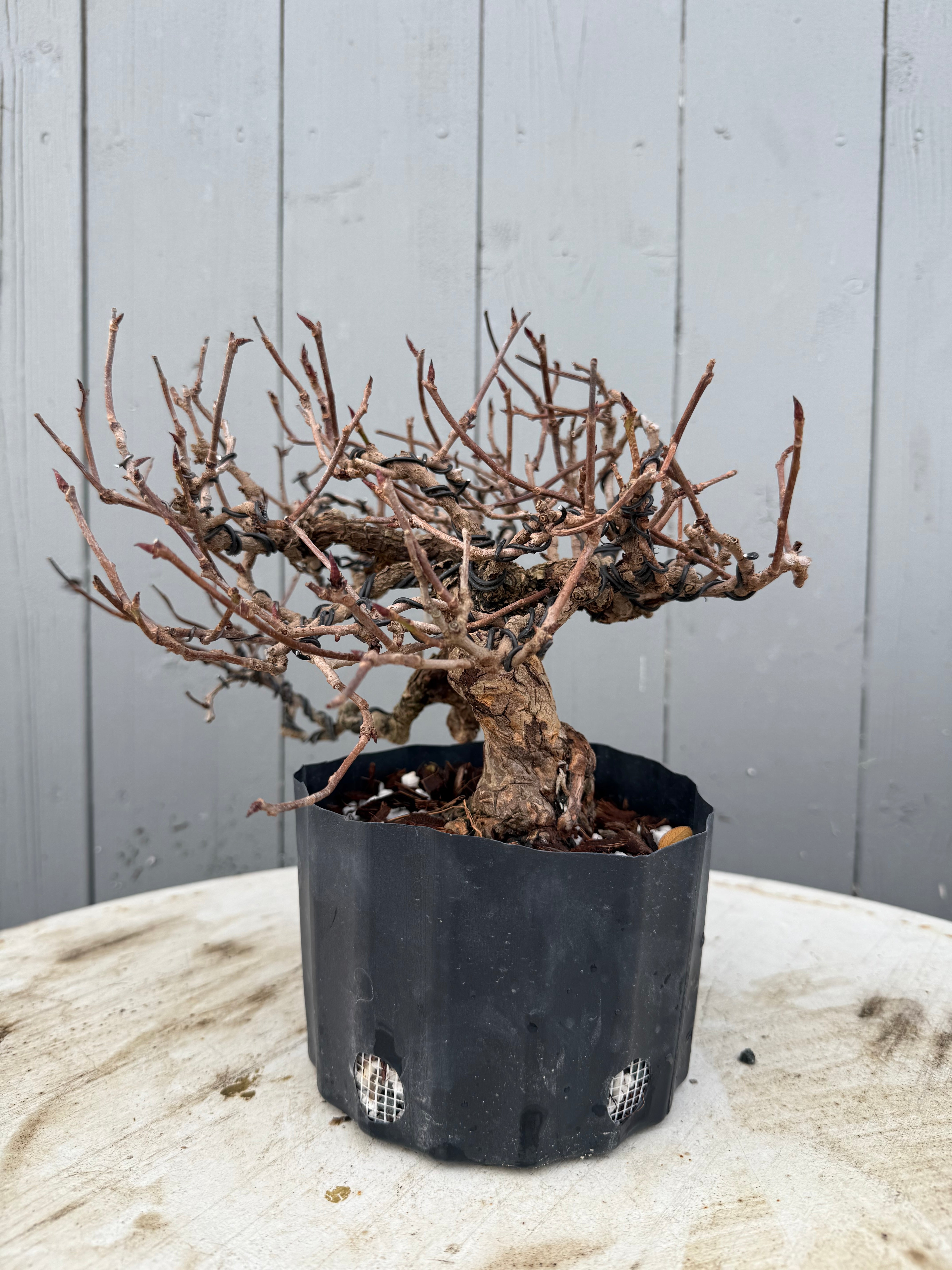 Kadsura japonica