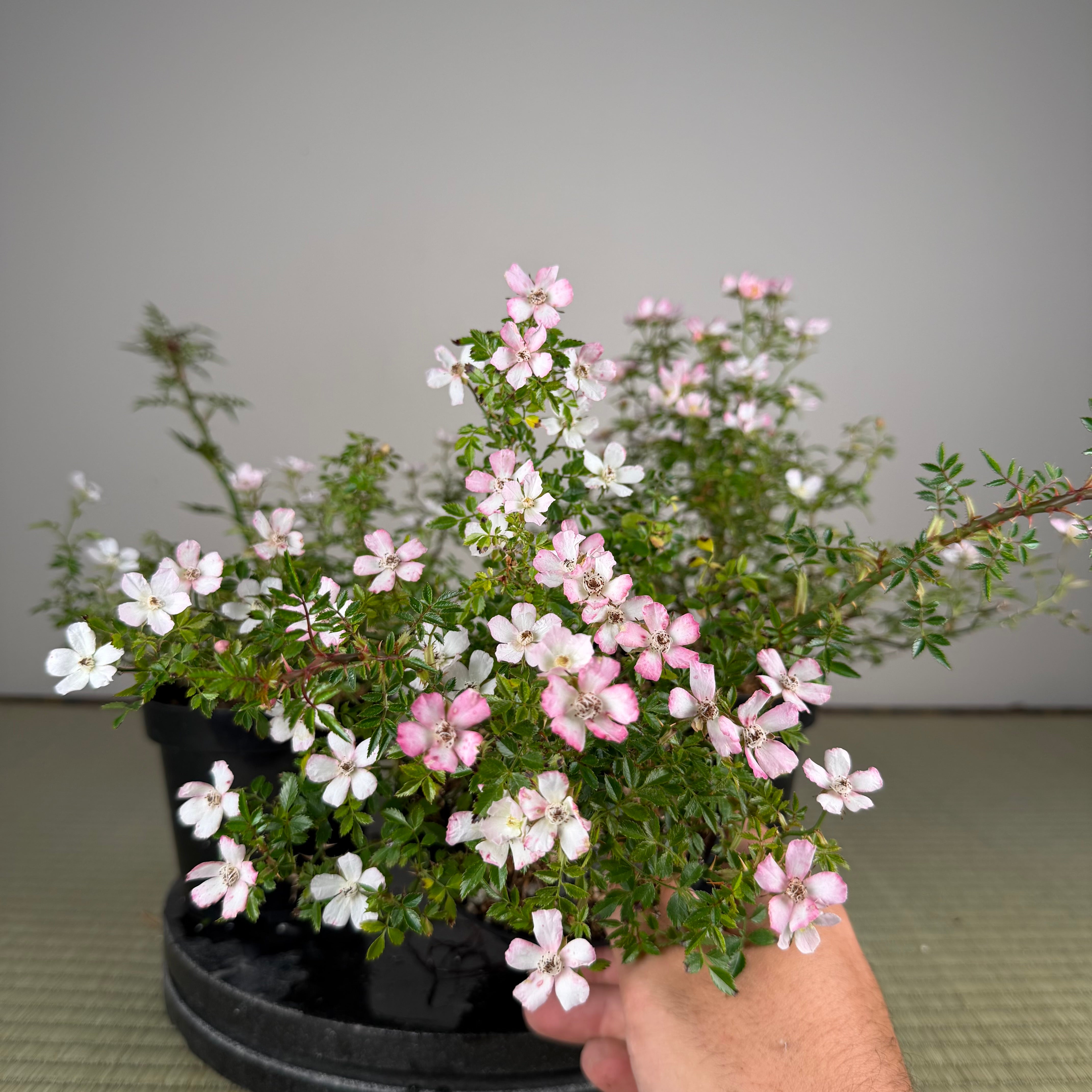 Rosa (blanc/rose) (moyen)