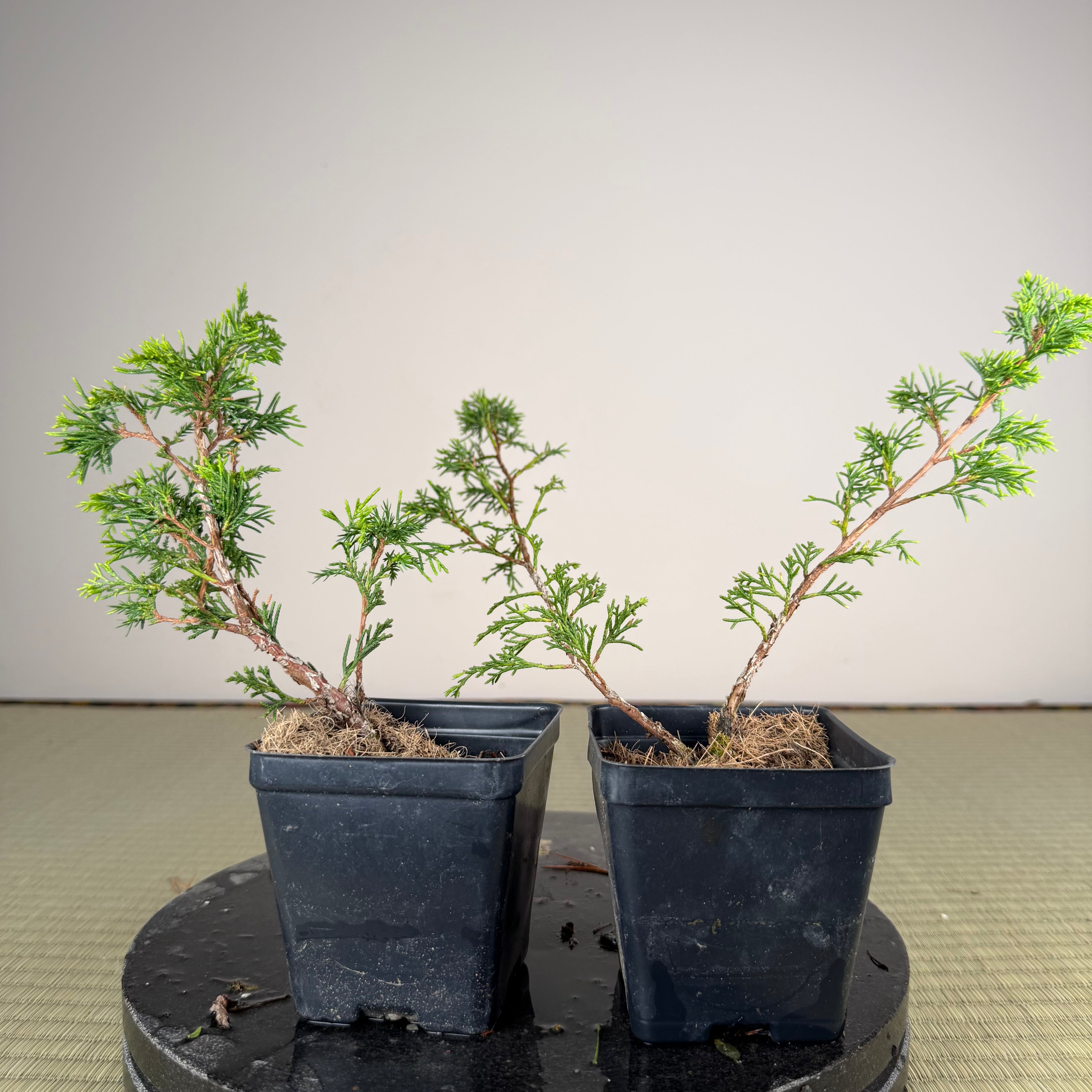 Juniperus (itoigawa)