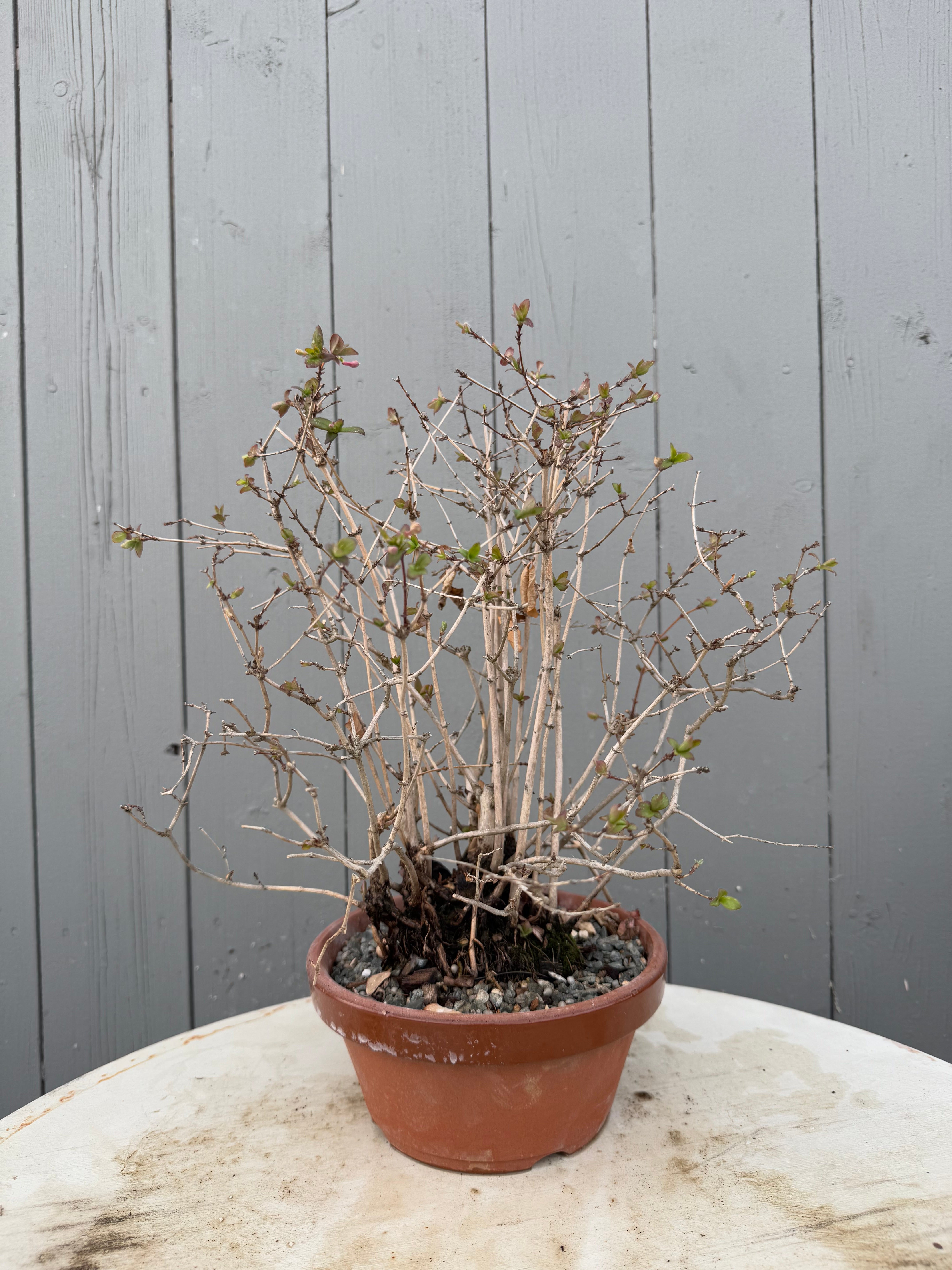 Lonicera gracilipes 'Miyama'