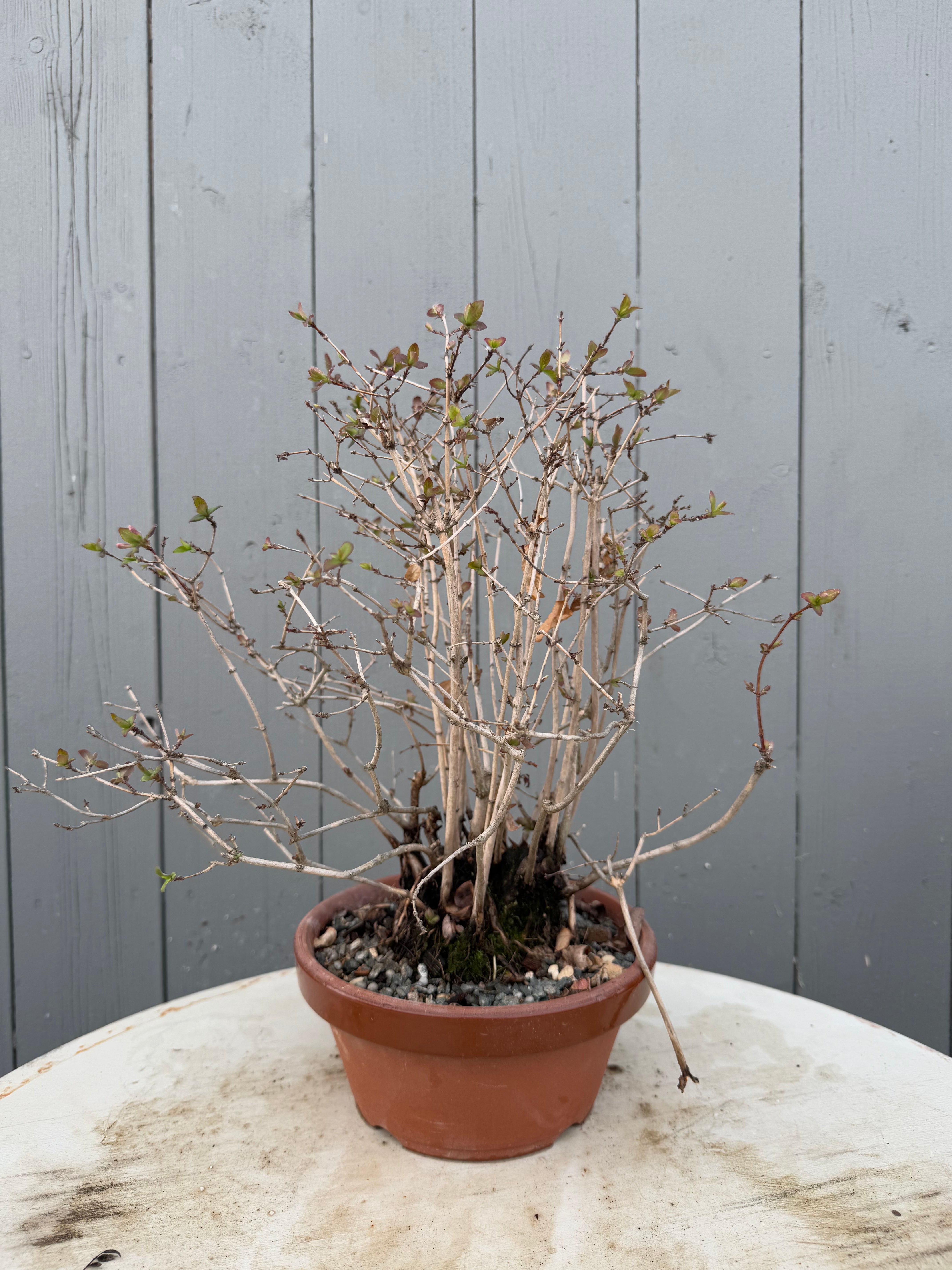 Lonicera gracilipes 'Miyama'