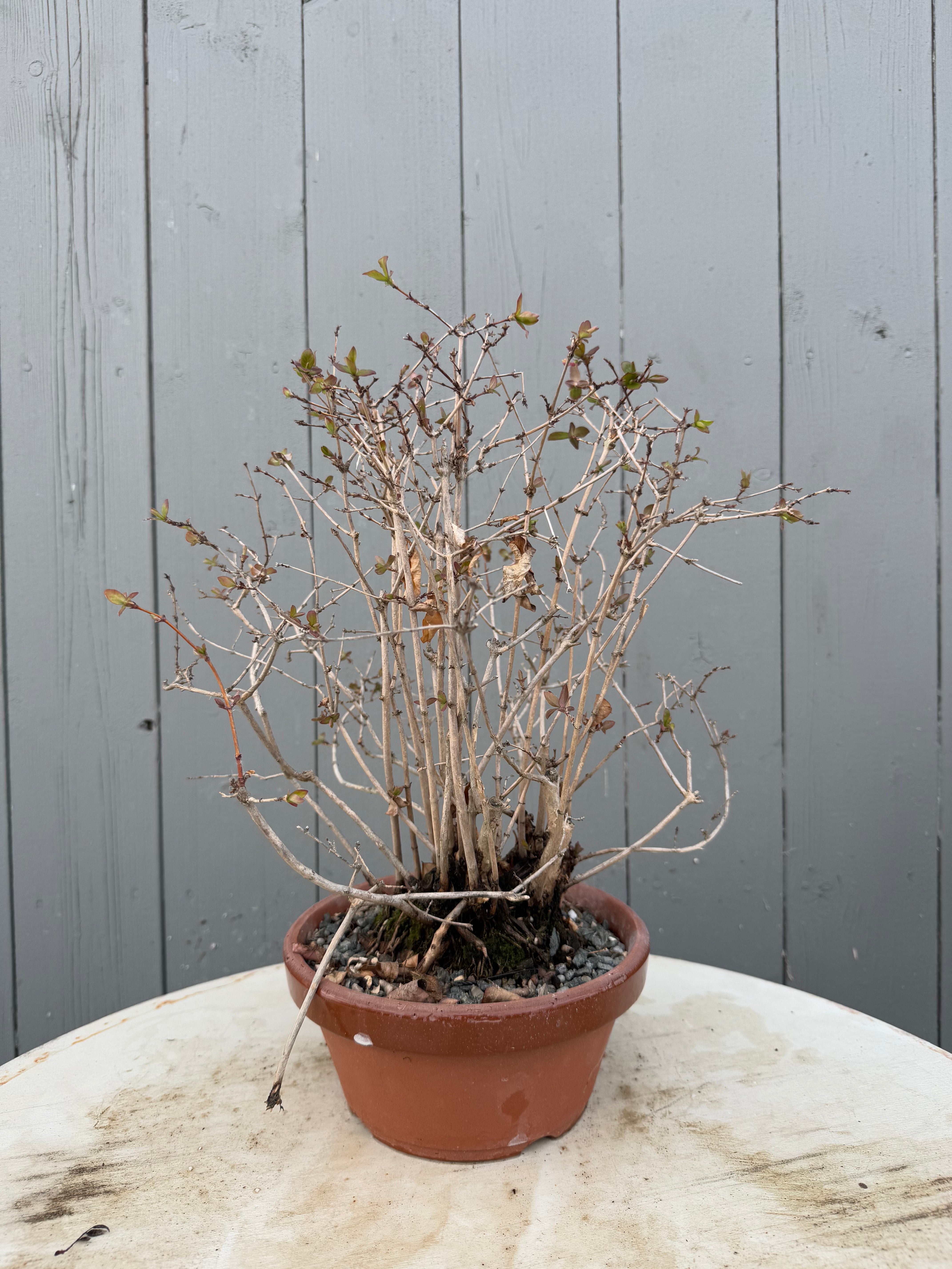 Lonicera gracilipes 'Miyama'
