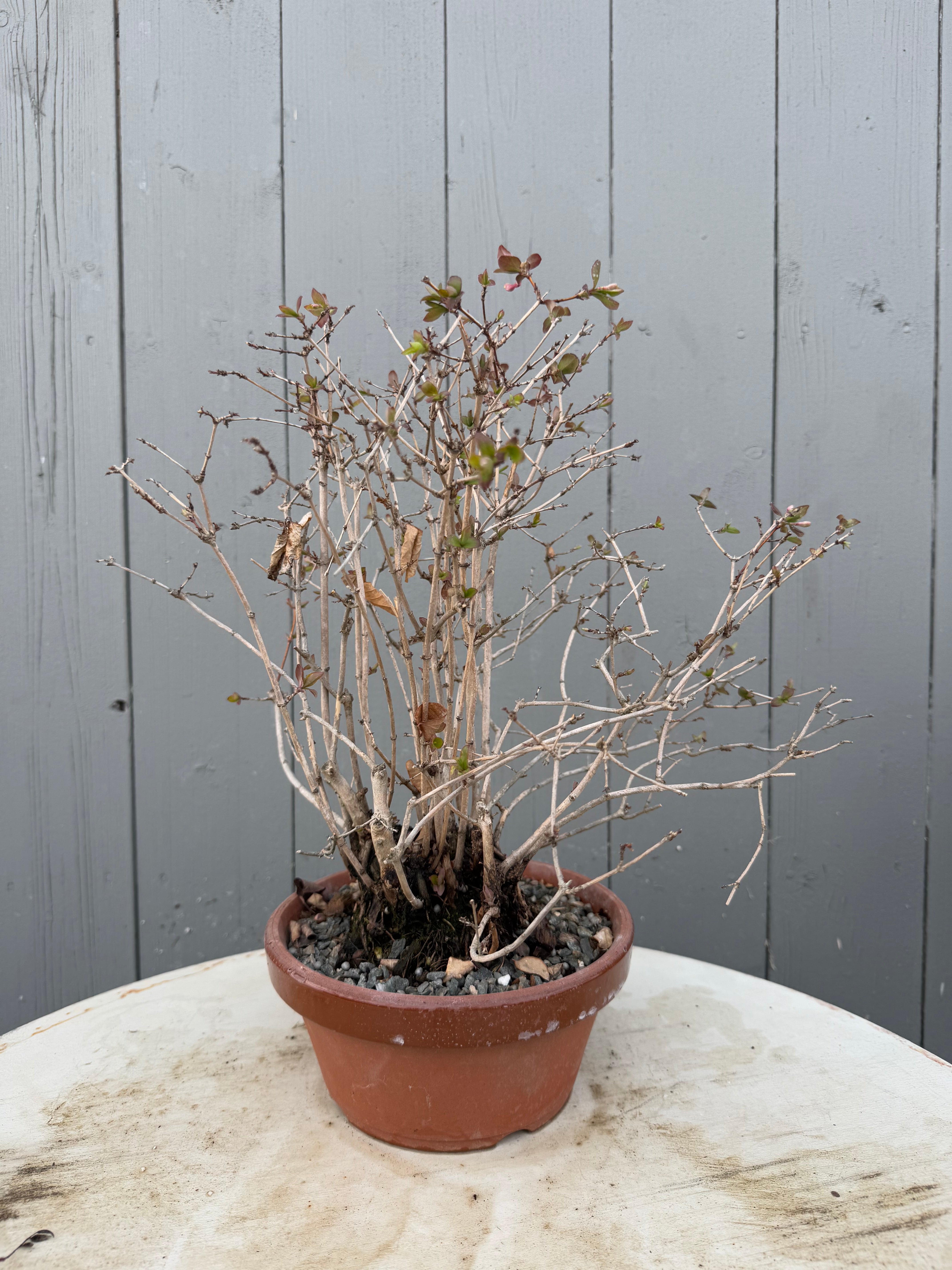 Lonicera gracilipes 'Miyama'