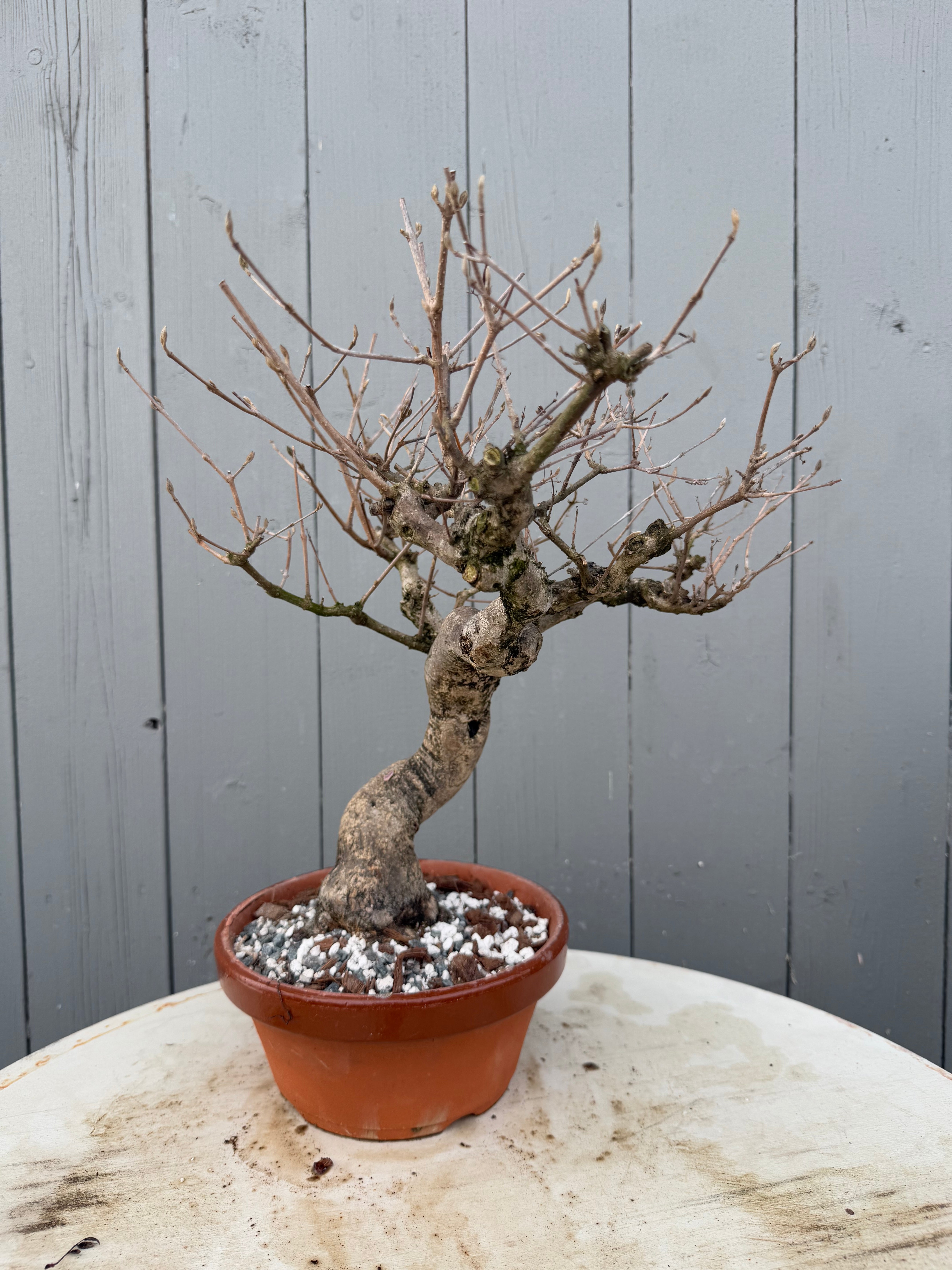 Callicarpa japonica