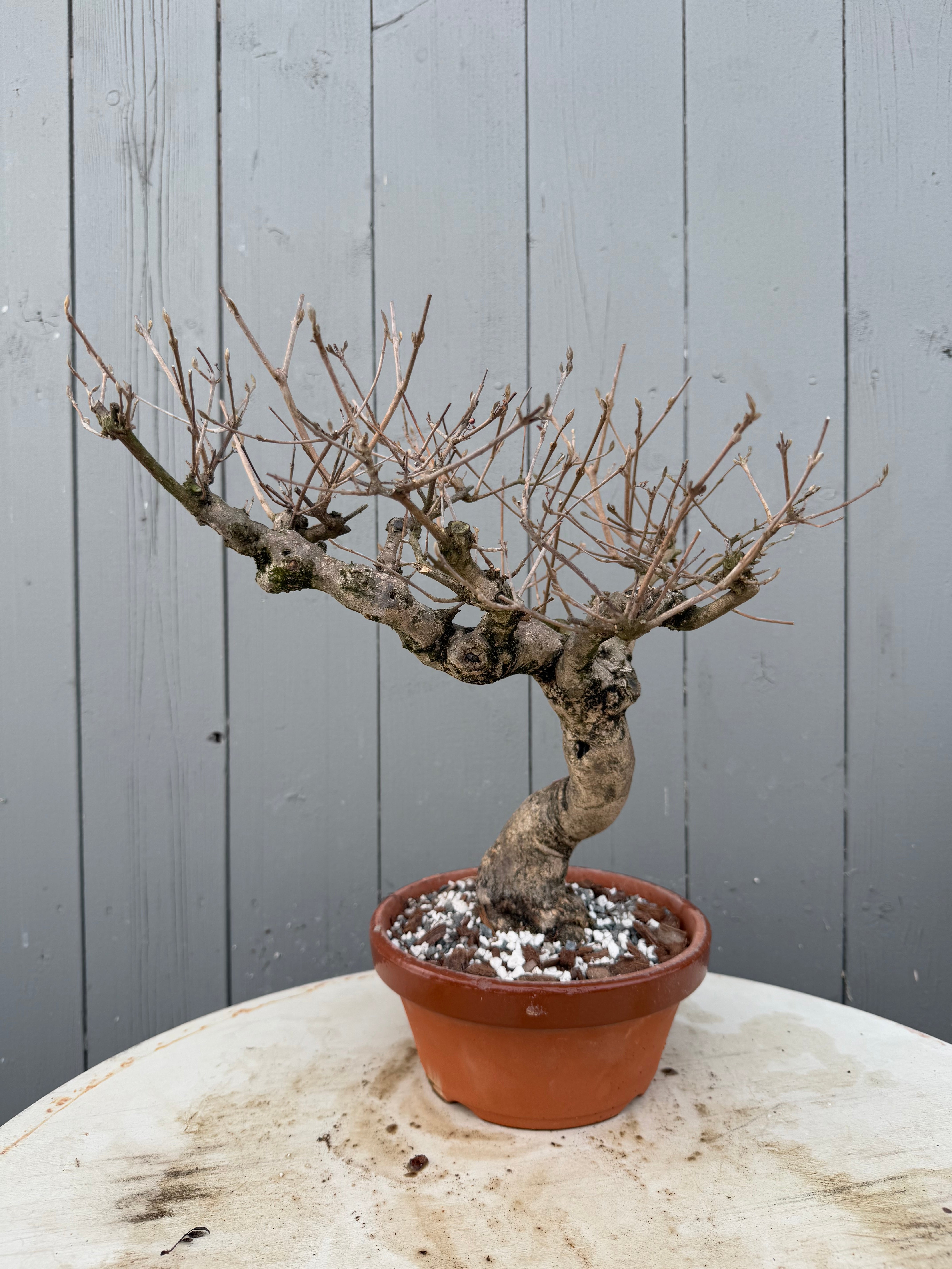 Callicarpa japonica