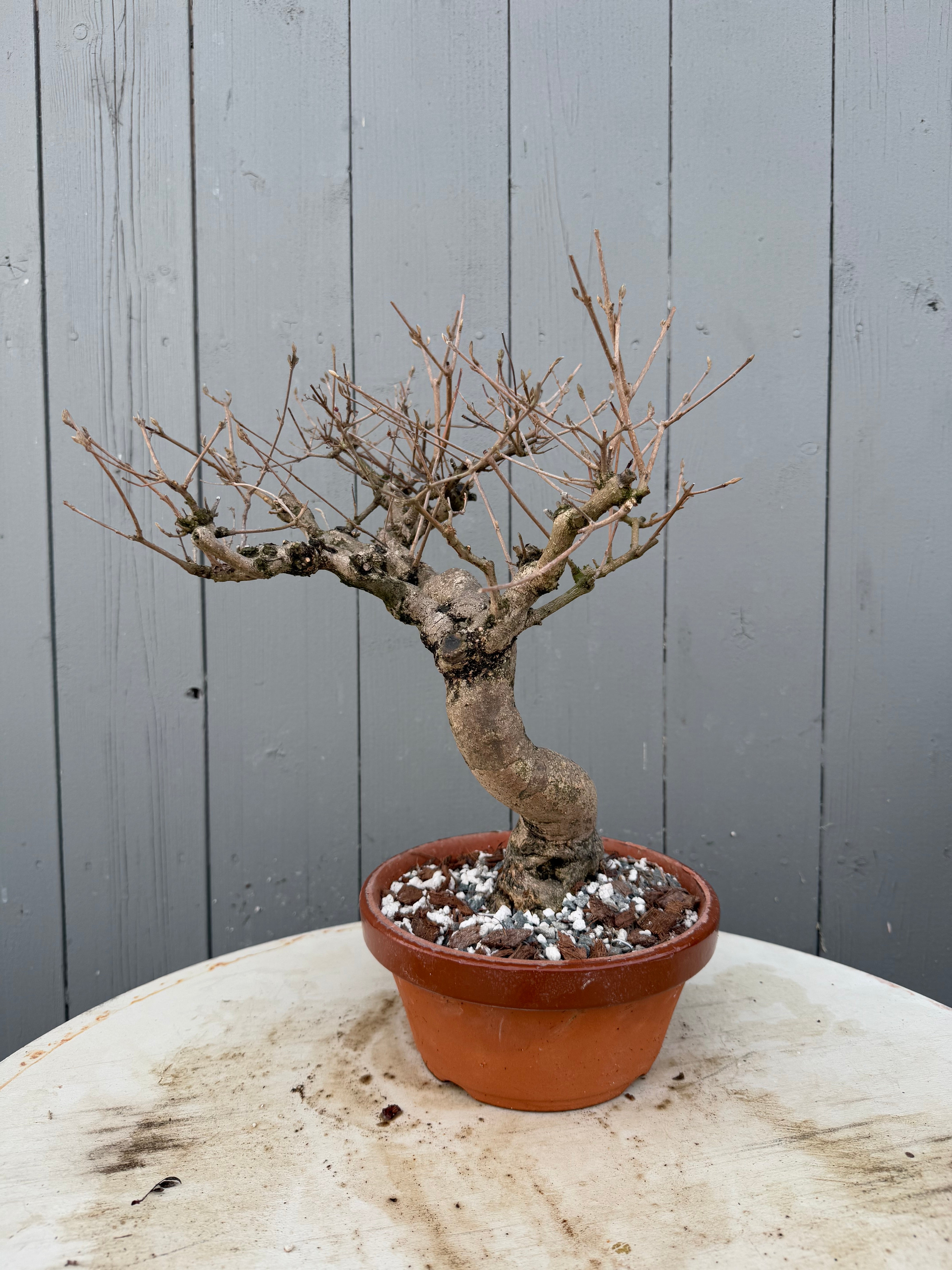 Callicarpa japonica