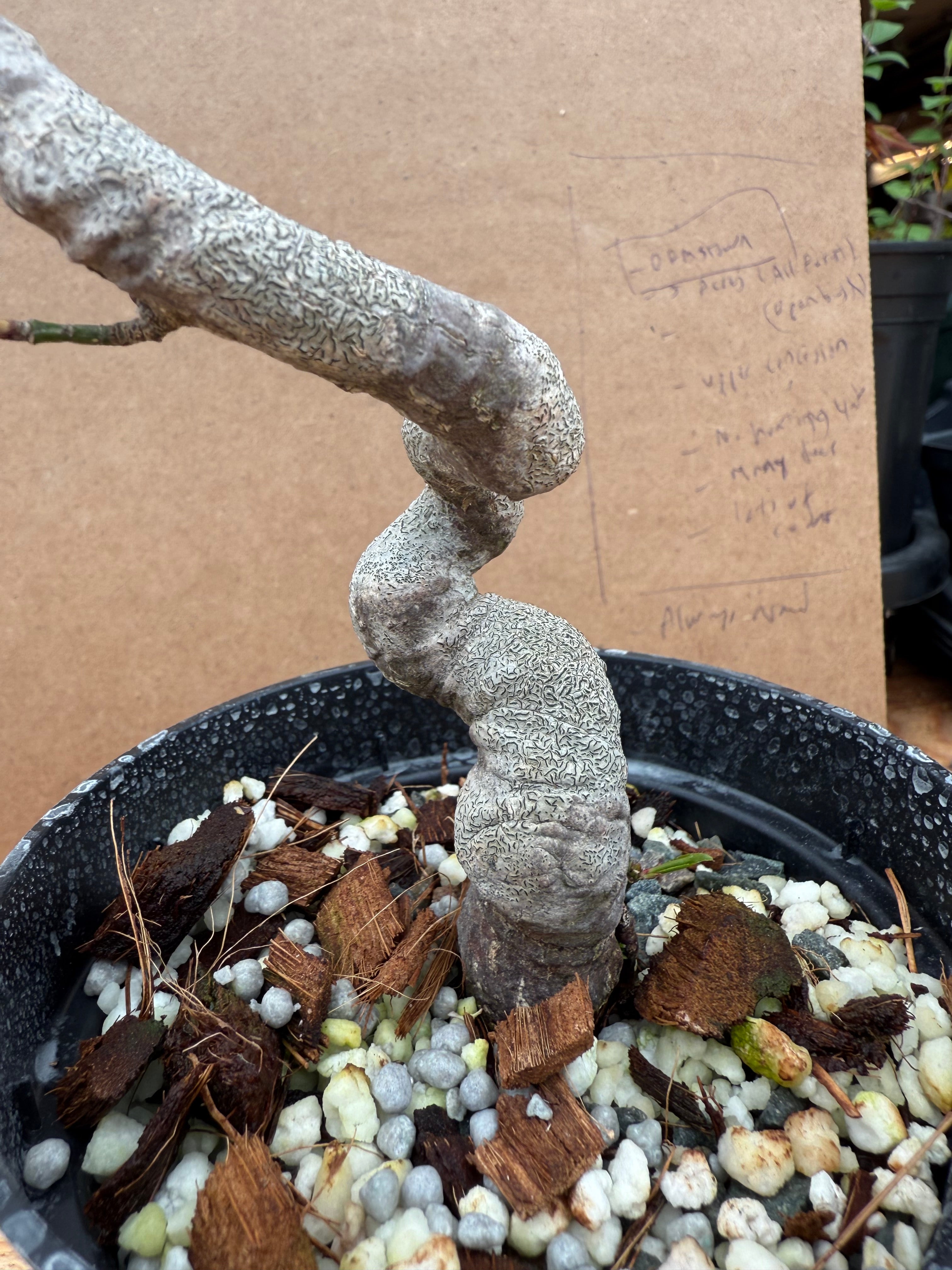 Euonymus