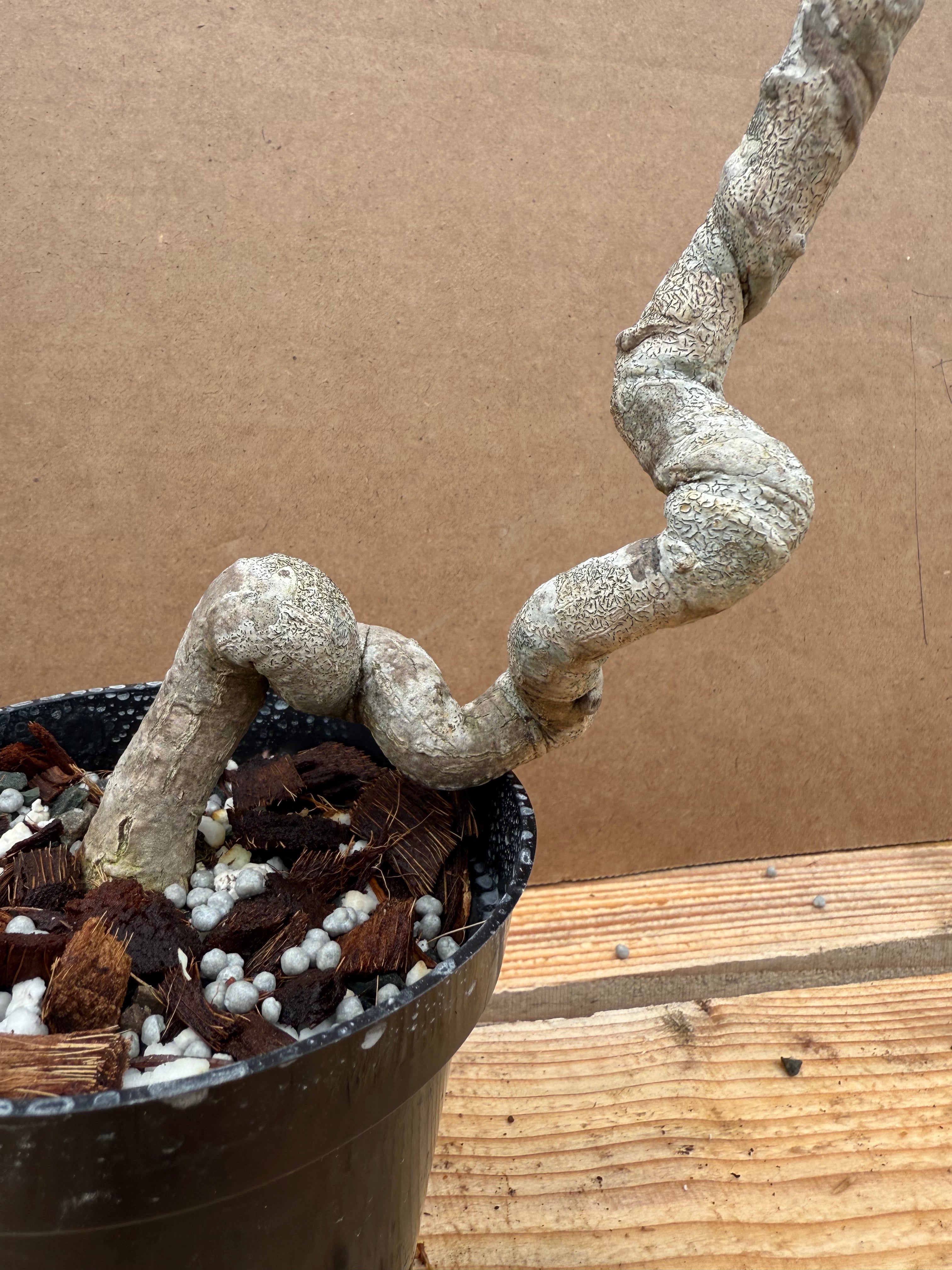 Euonymus
