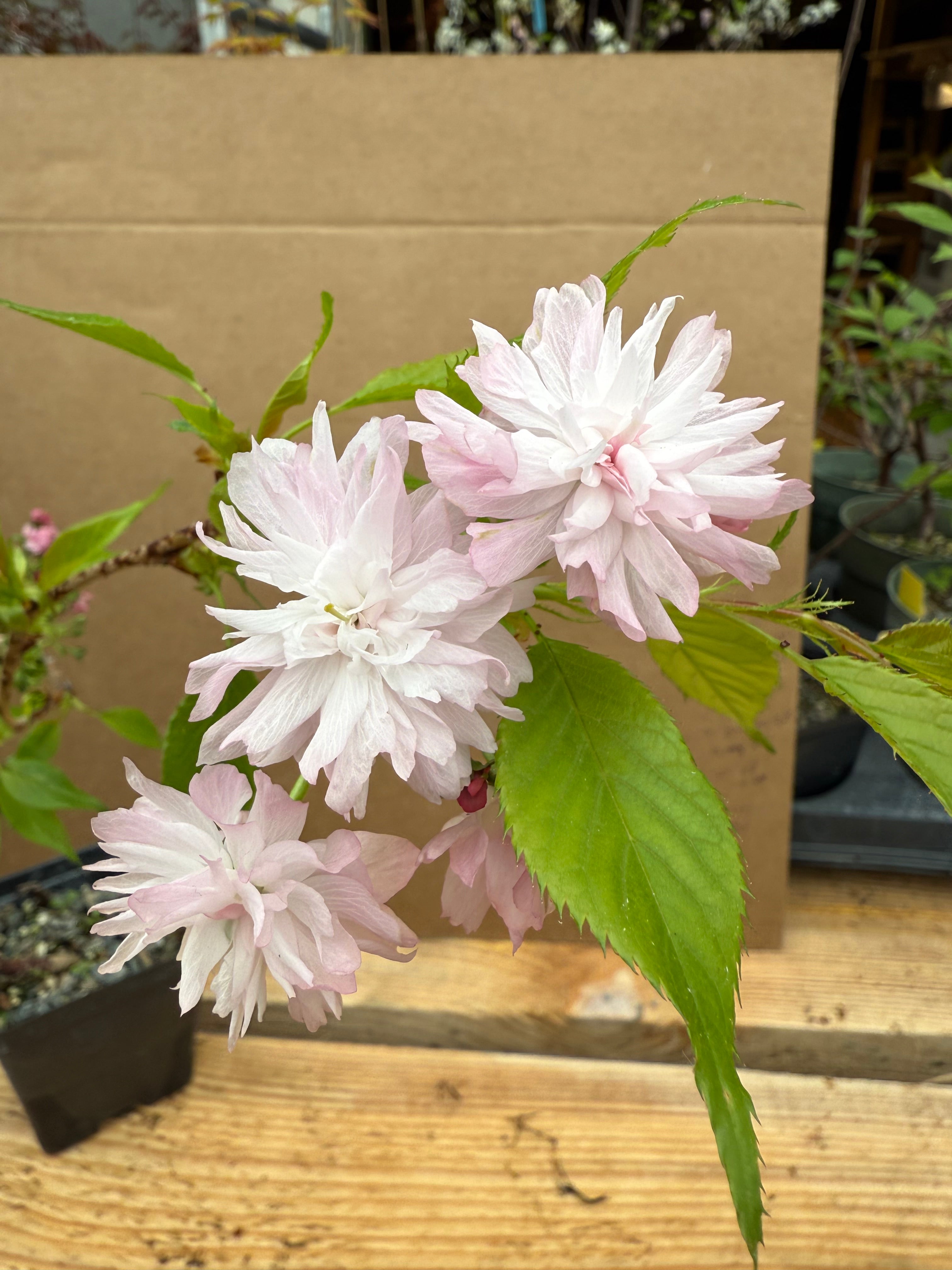 Prunus serrulata 'Kiku Shidare'