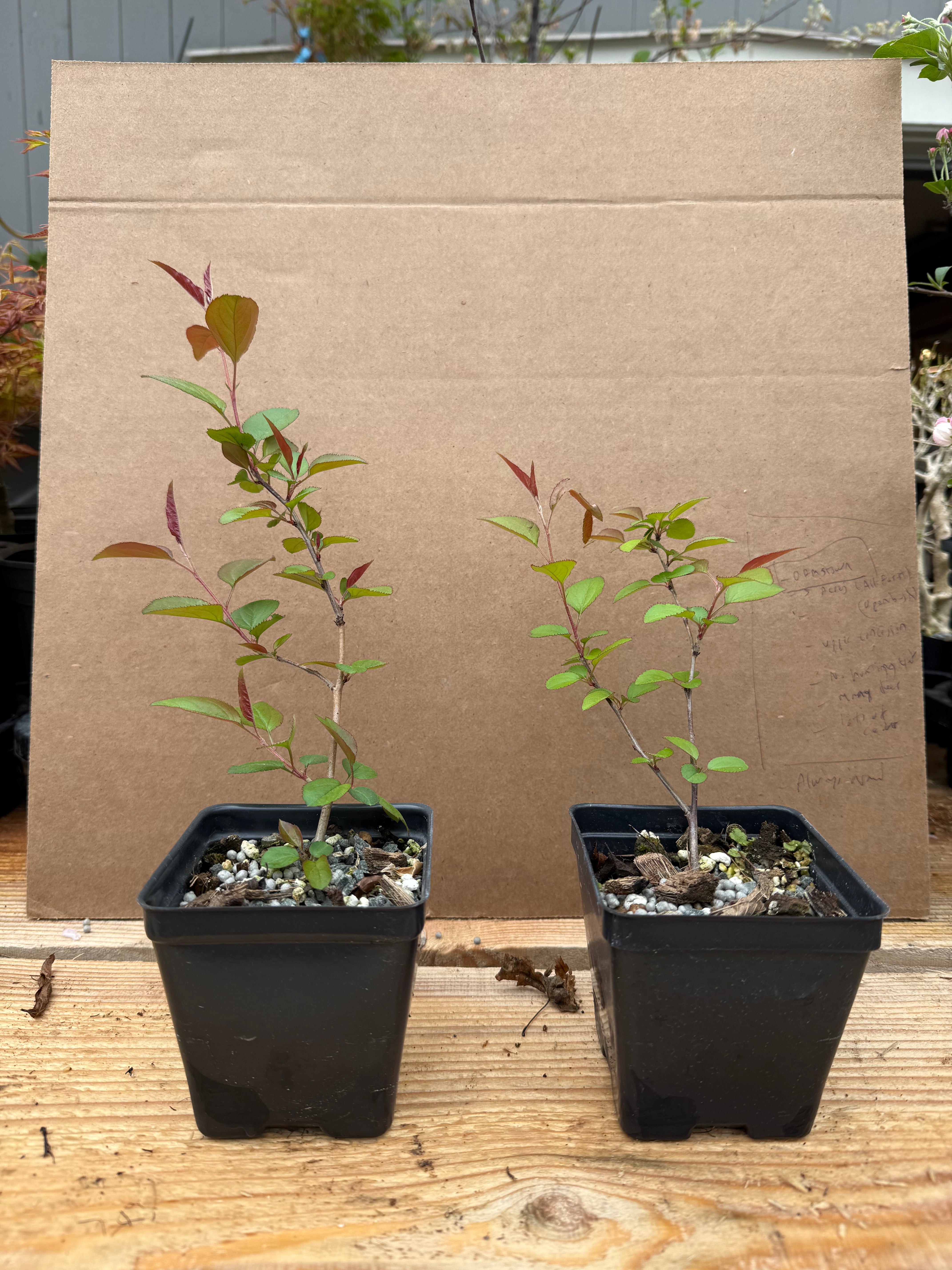 Malus hupehensis