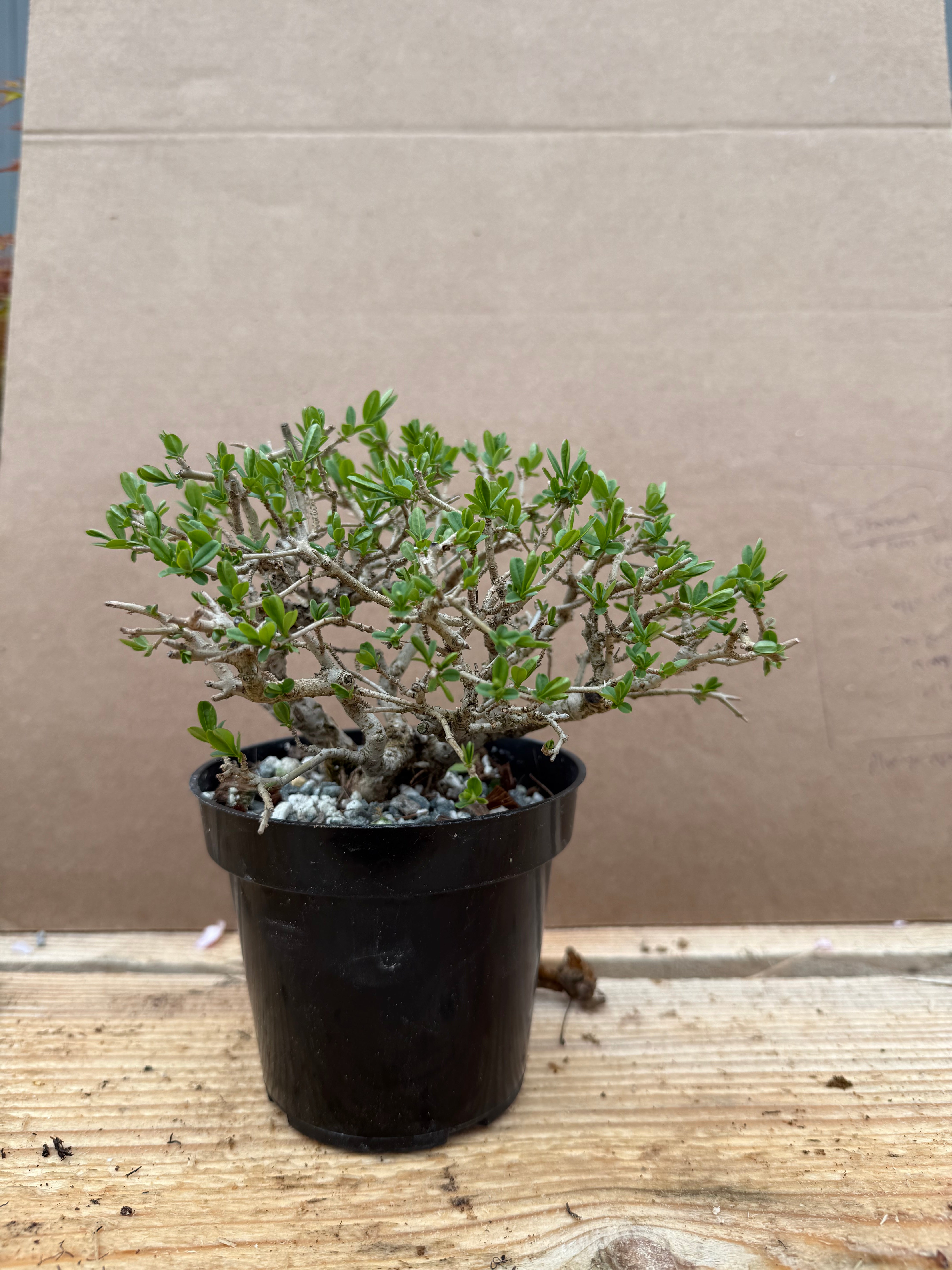 Ligustrum obtusifolium
