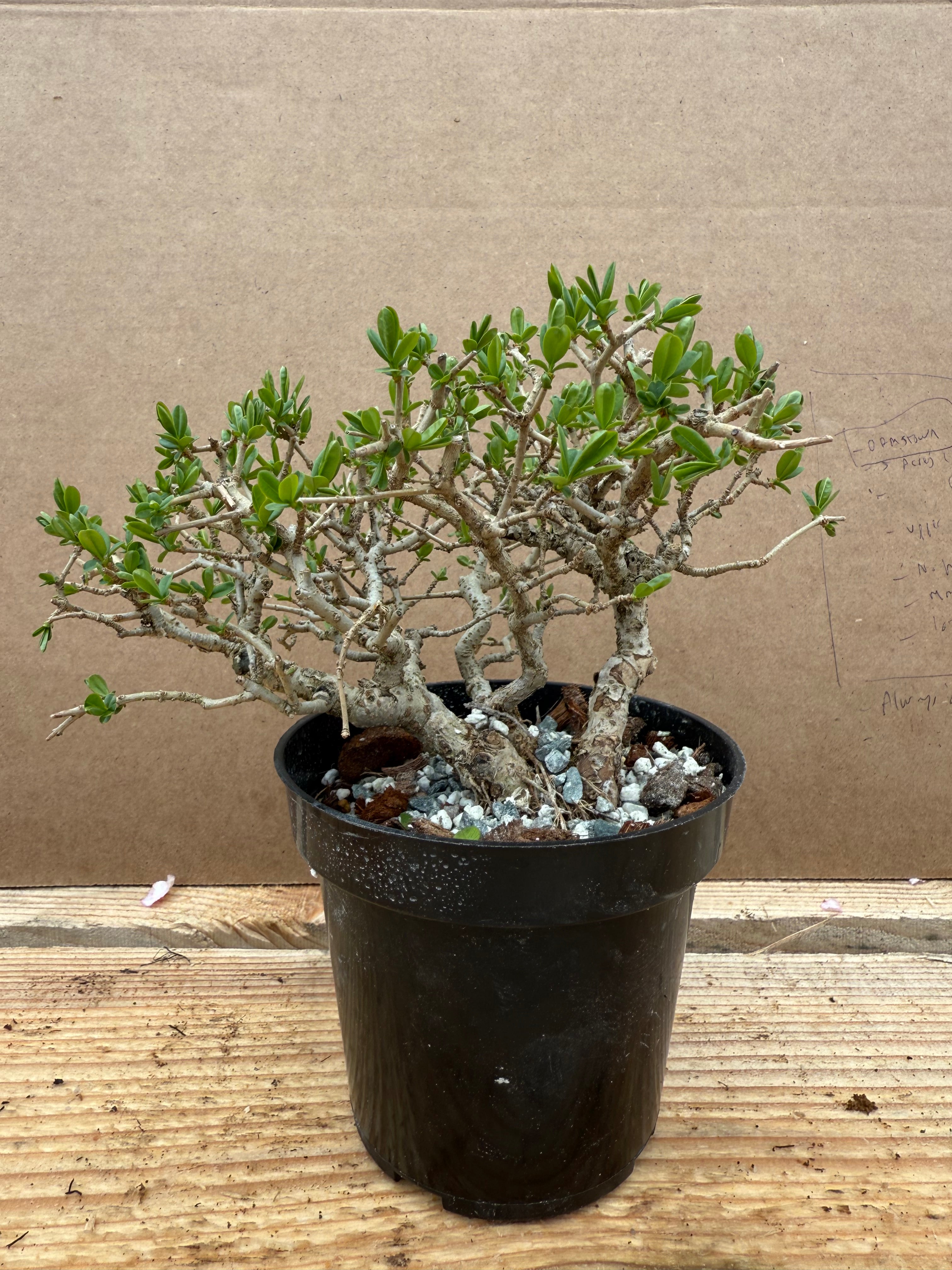 Ligustrum obtusifolium