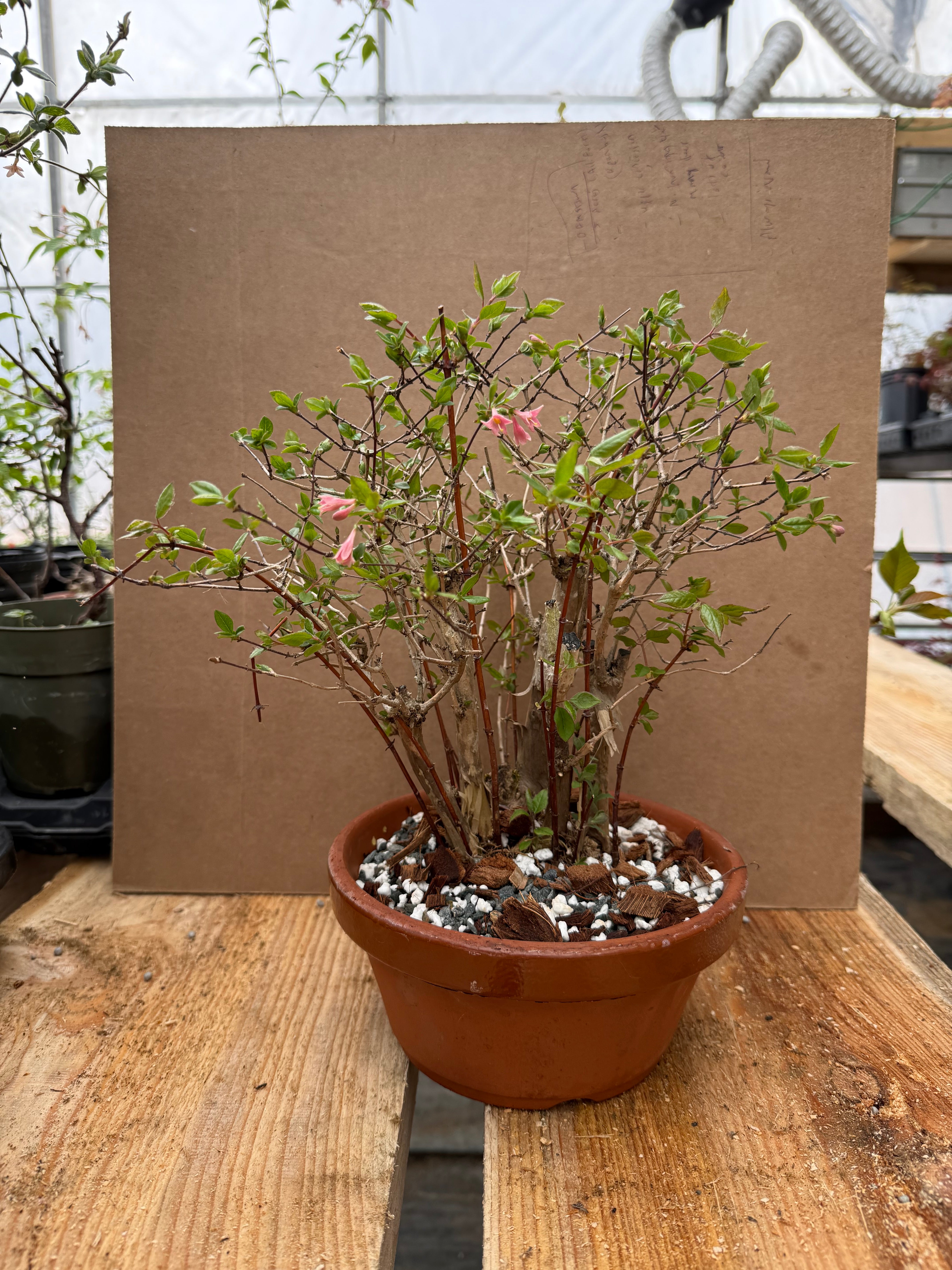 Lonicera gracilipes
