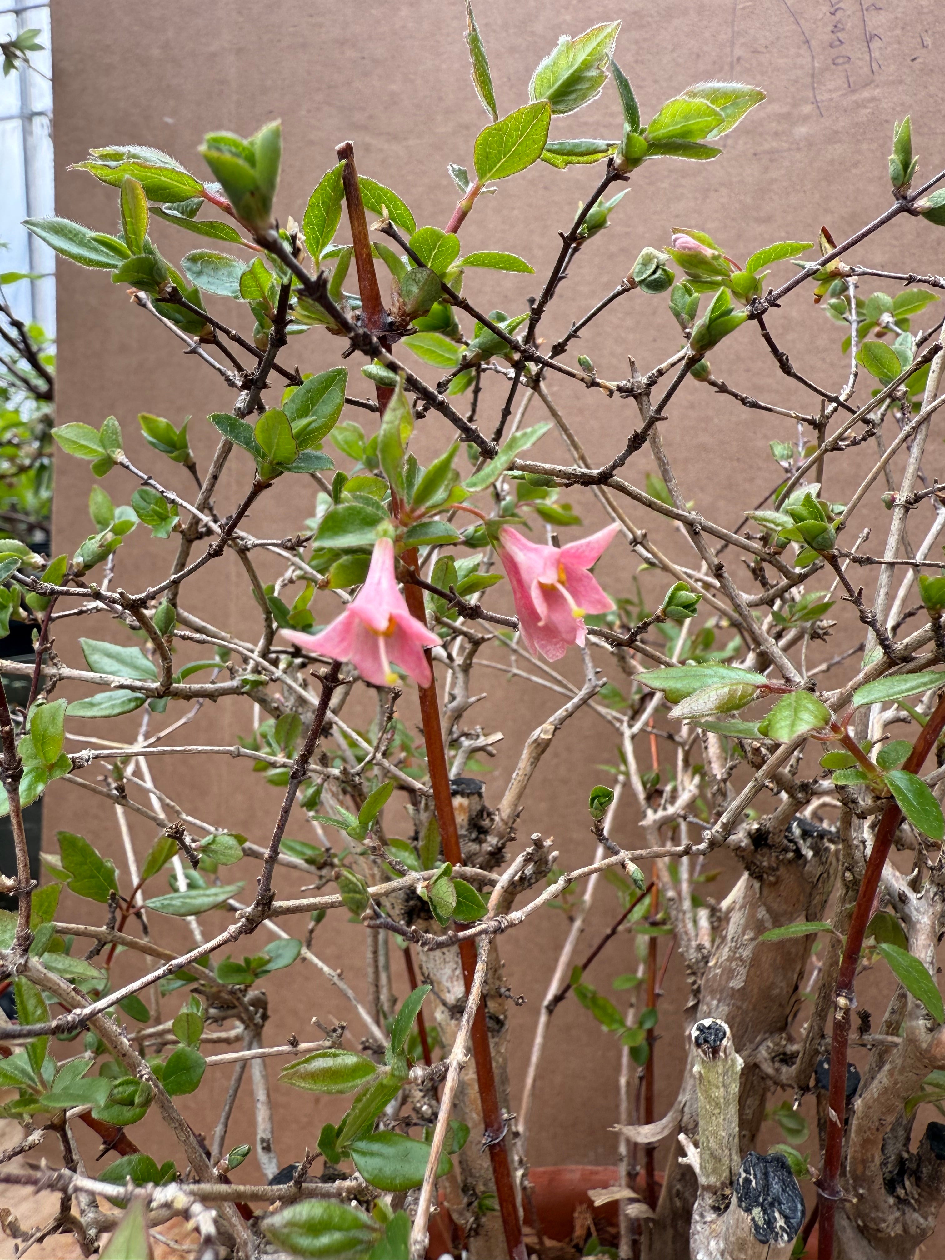 Lonicera gracilipes