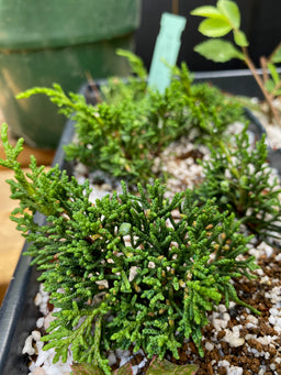 JUNIPERUS chinensis