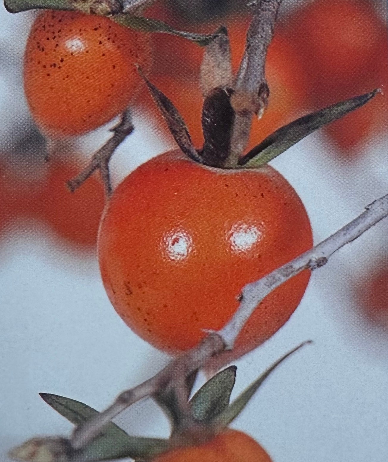 Kimamori