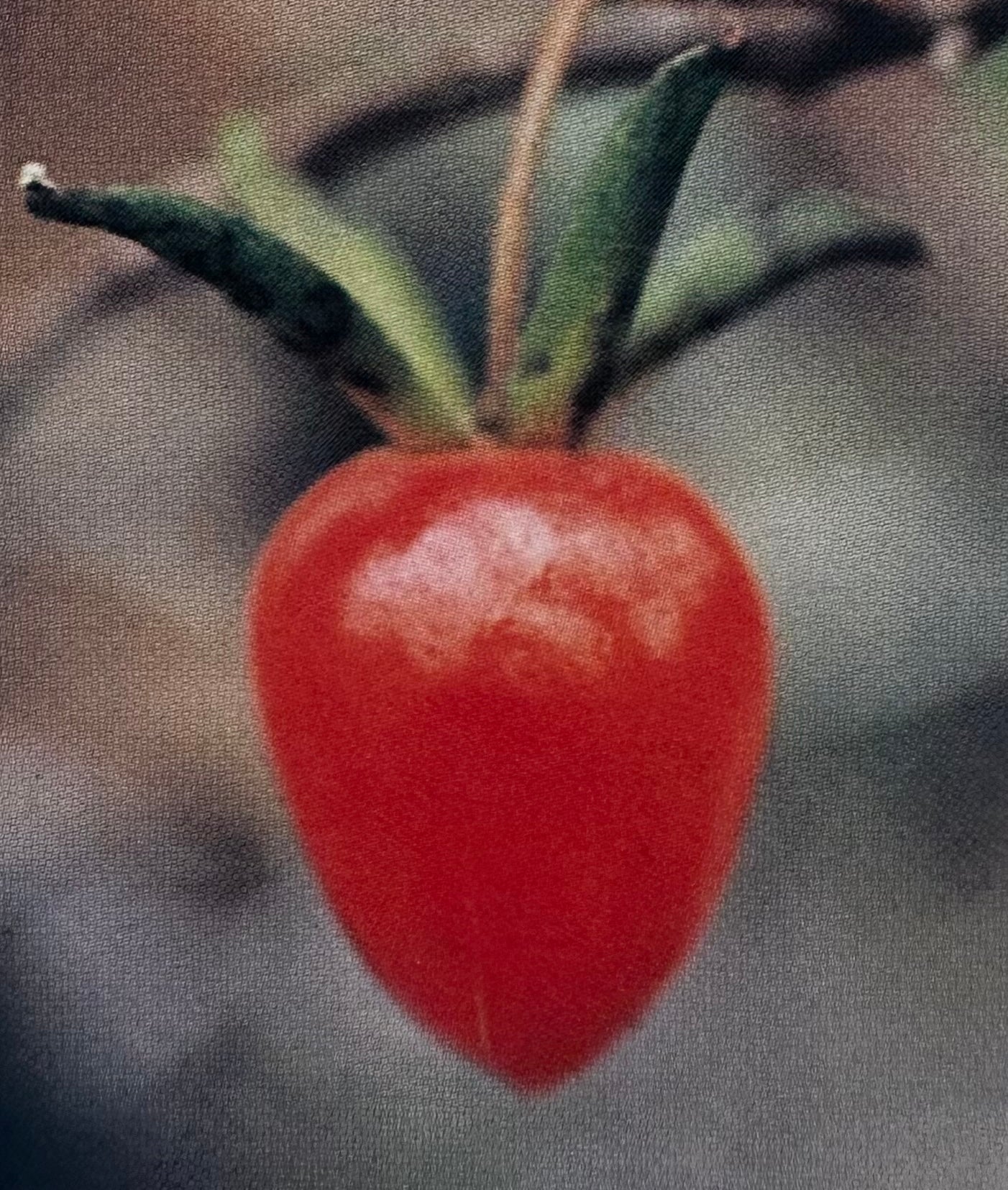 Koju (Beniju)
