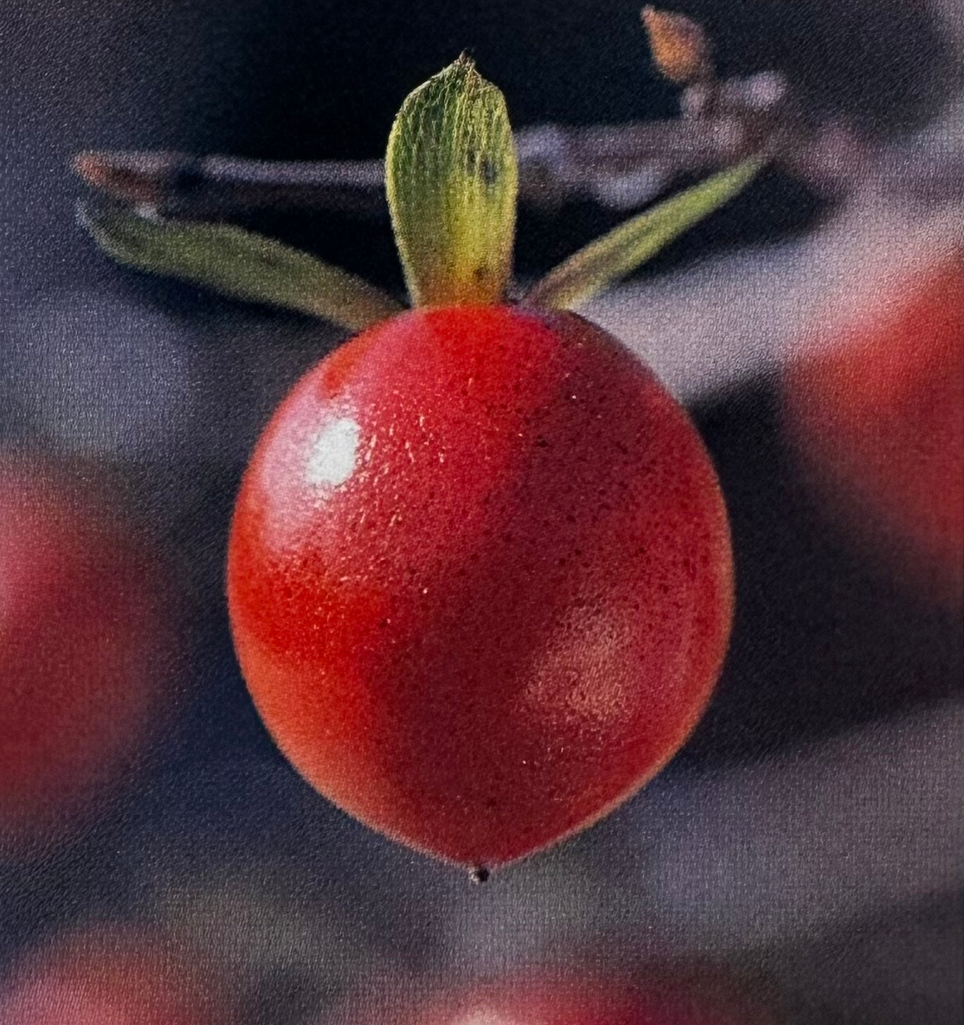 Koki (Beniki)