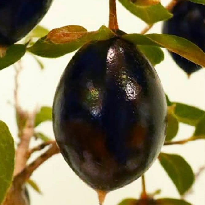 Diospyros rhombifolia (root cutting) 'Kokuhou'