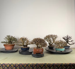 LIGUSTRUM