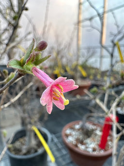 LONICERA gracilipes