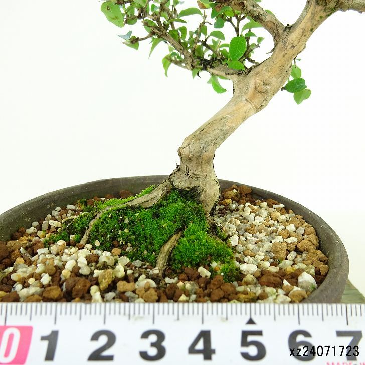 Lonicera gracilipes