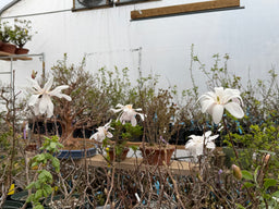 MAGNOLIA