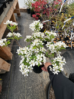 MALUS