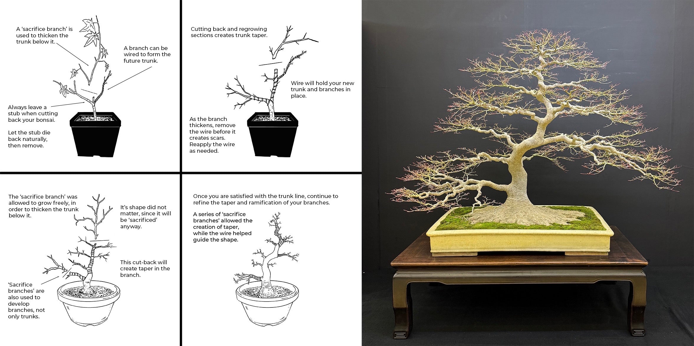 Acer palmatum 'Beni Chidori' (2026)
