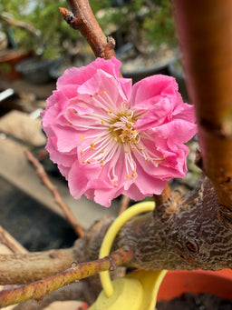 PRUNUS mume