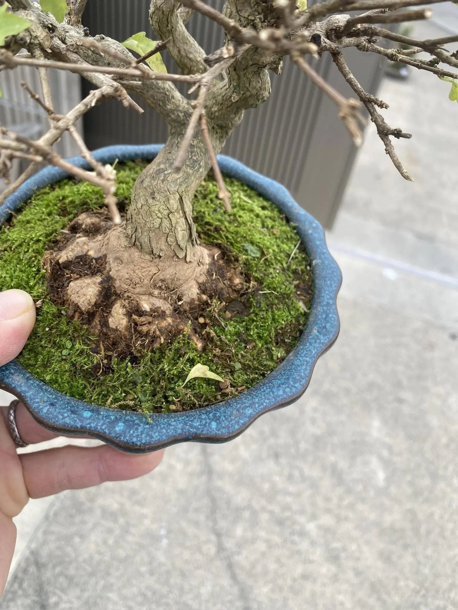 Premna japonica Canada Bonsai