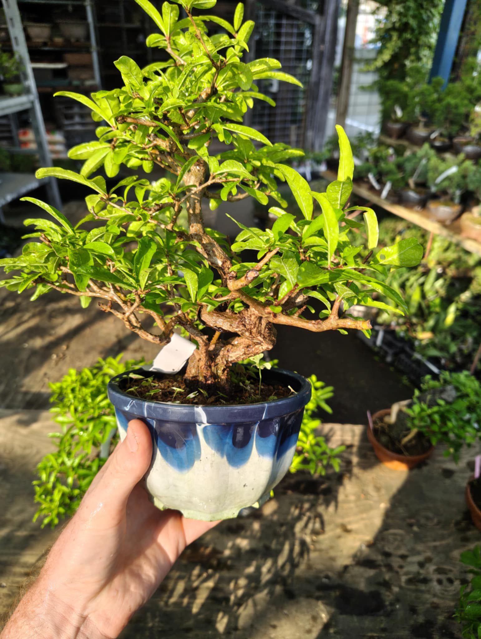 Punica granatum