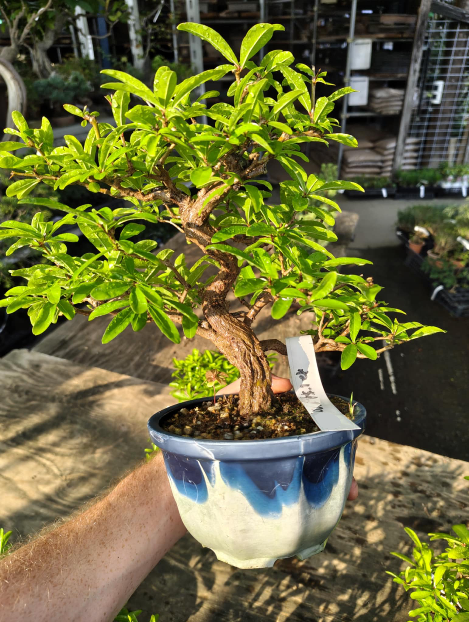 Punica granatum