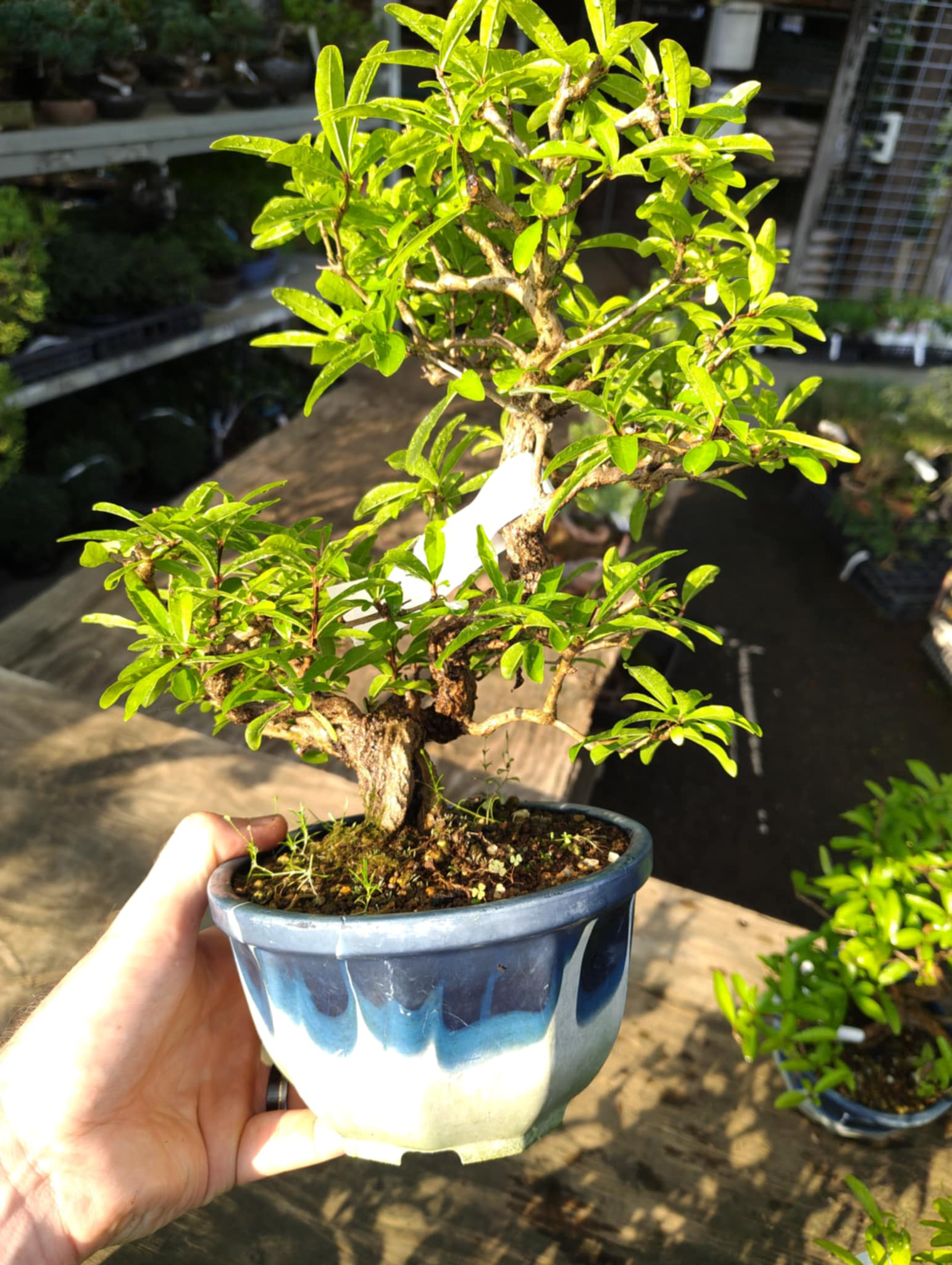 Punica granatum