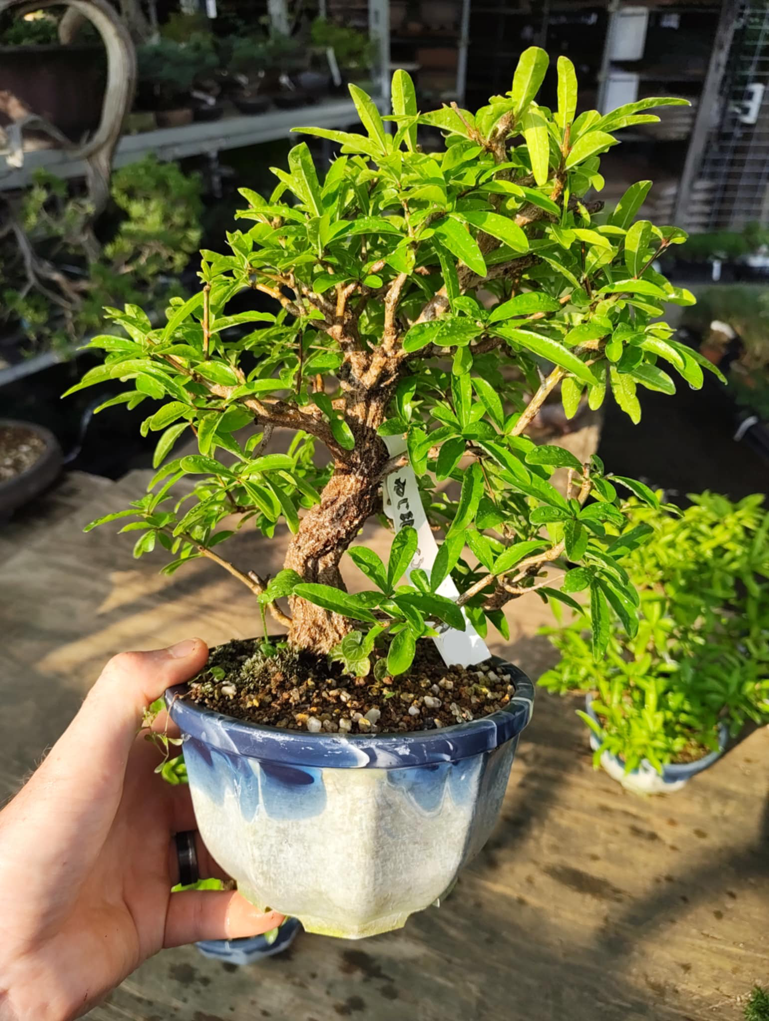 Punica granatum