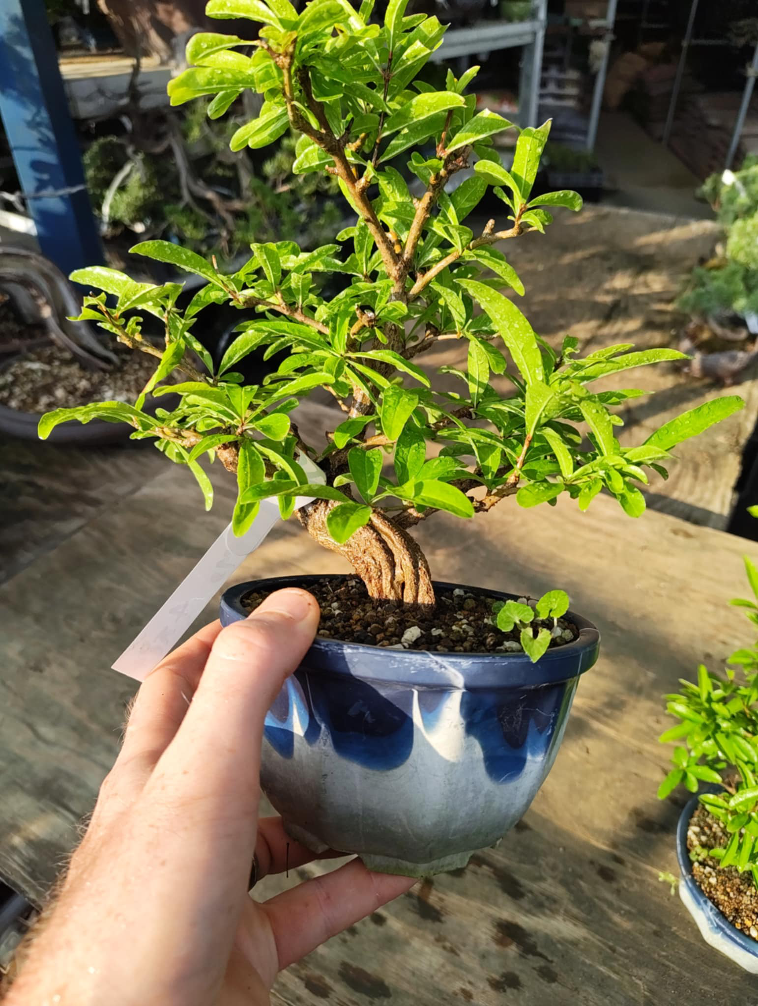 Punica granatum
