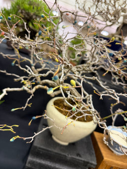 SABIA japonica
