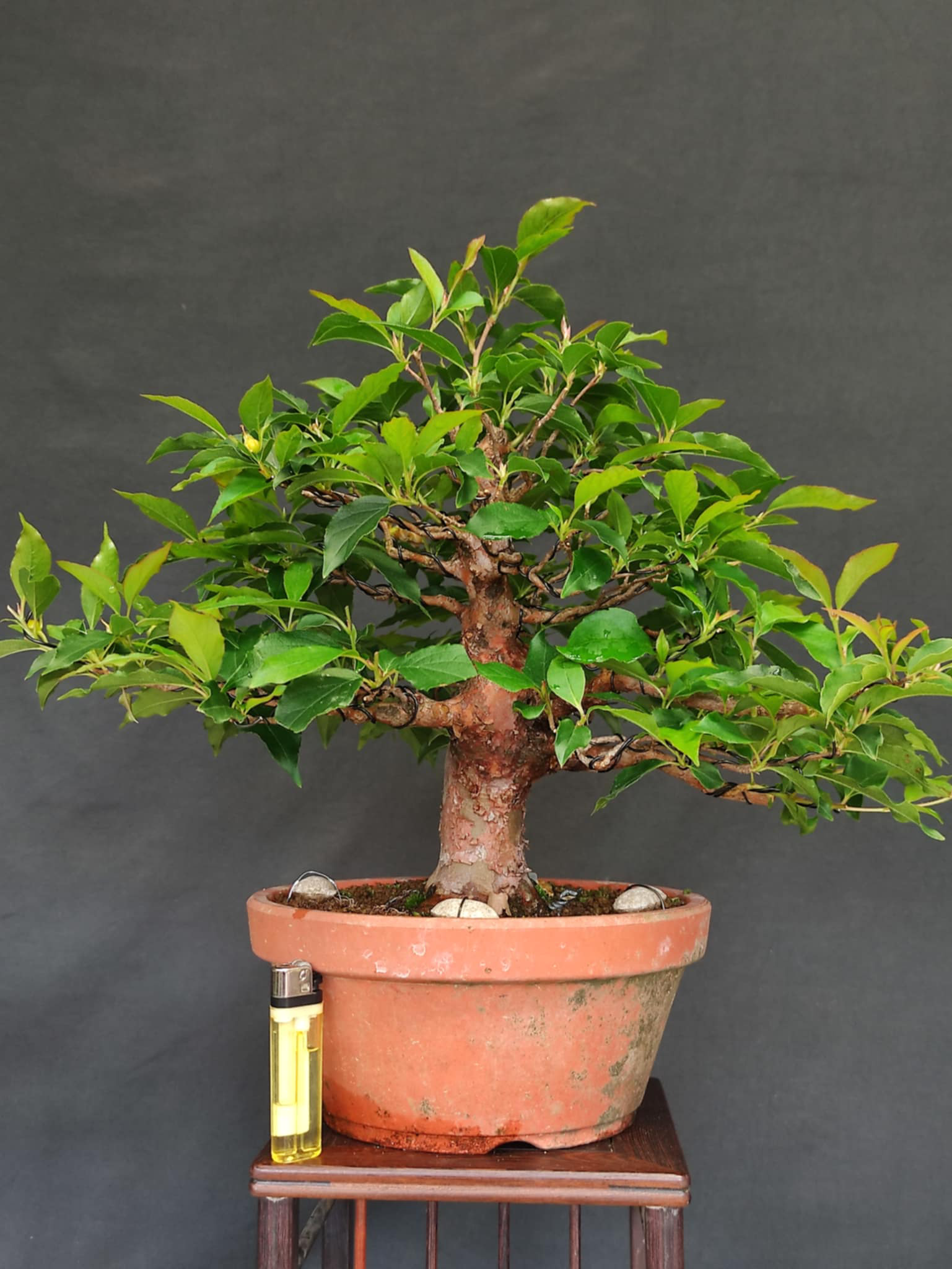 Stewartia monadelpha