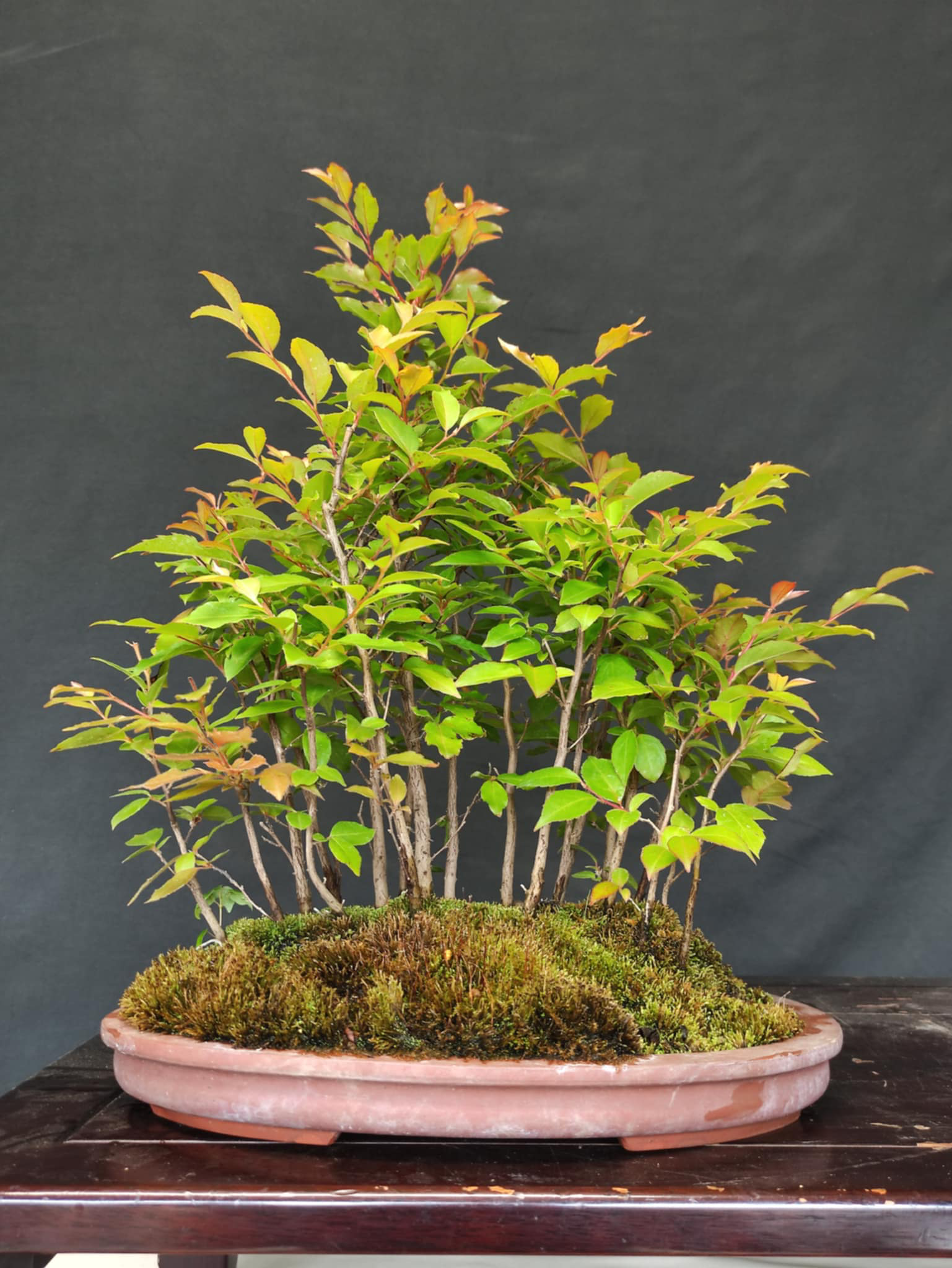 Stewartia monadelpha