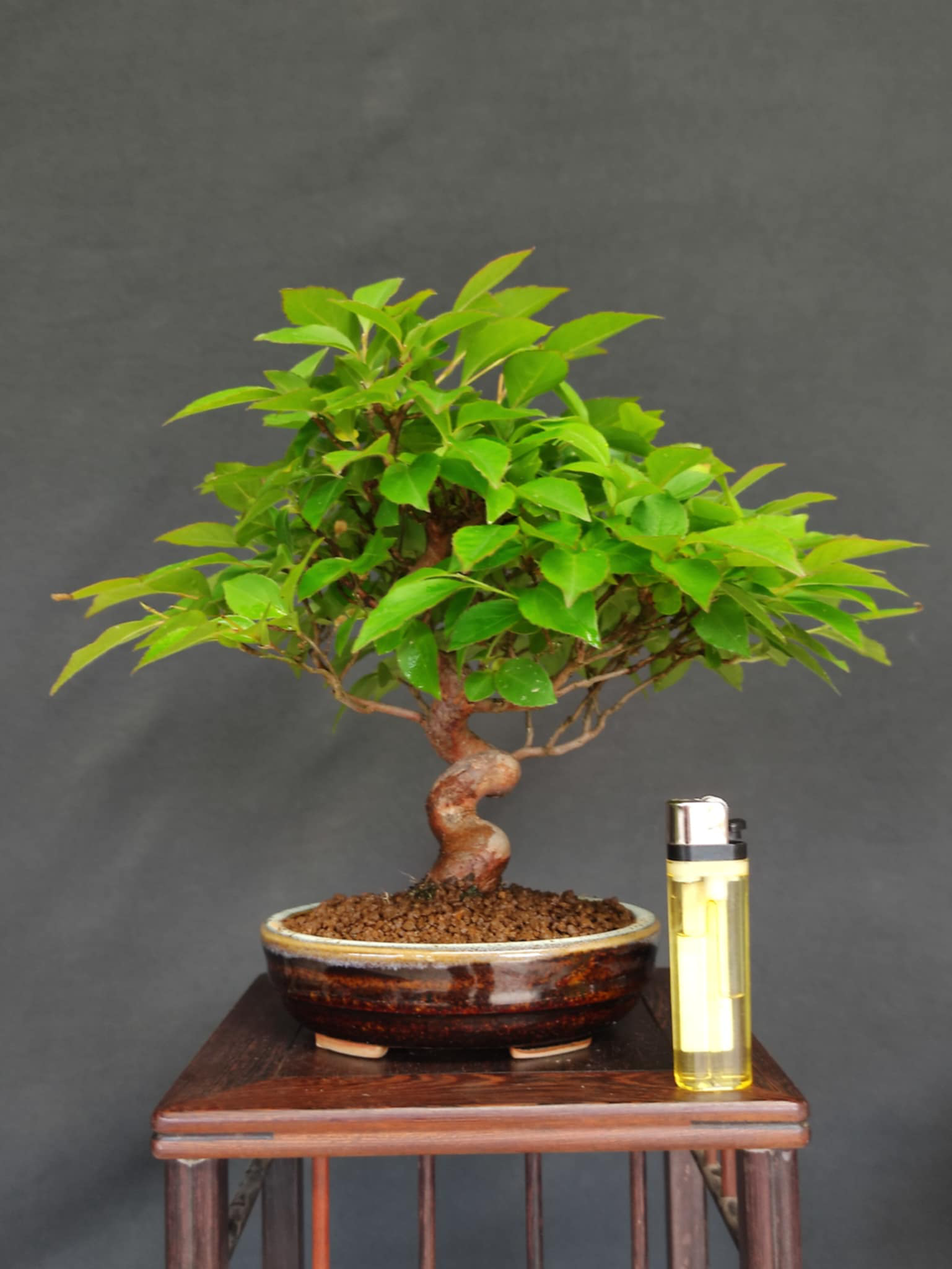 Stewartia monadelpha