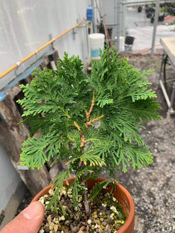 THUJA