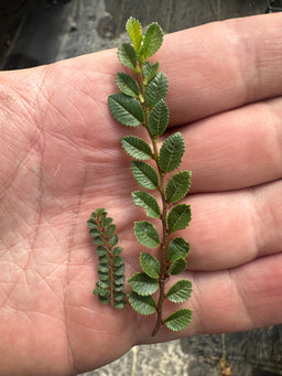 ULMUS