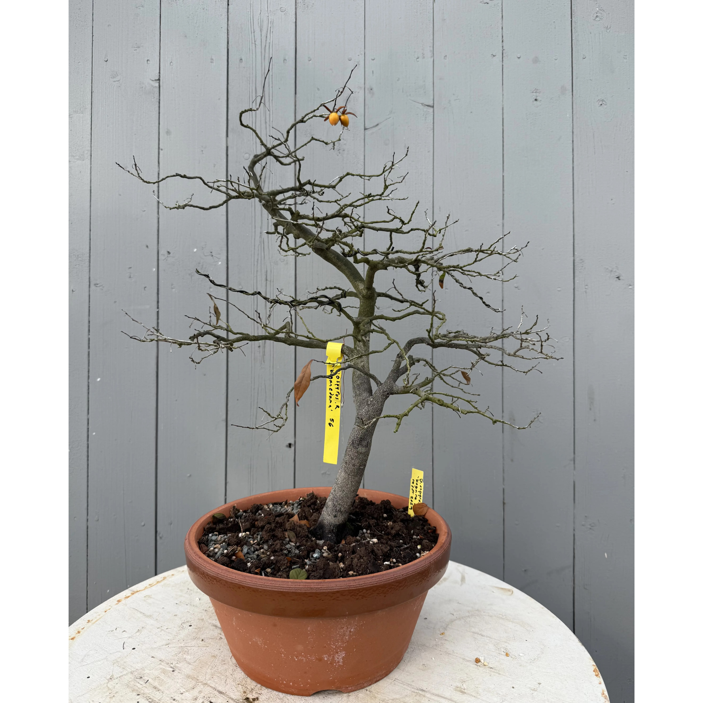 Diopsyros rhombifolia 'Koganedama'