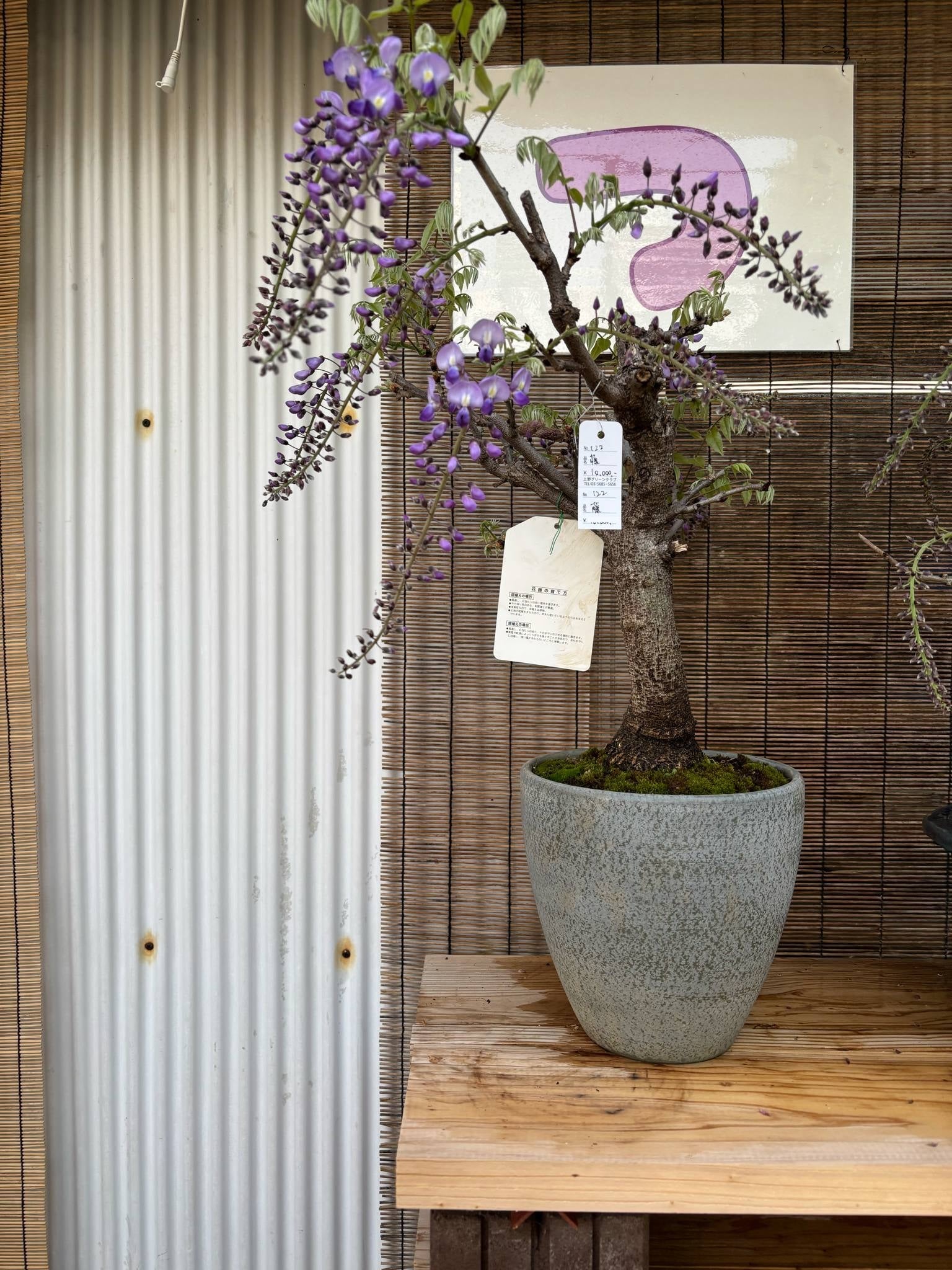 Wisteria floribunda