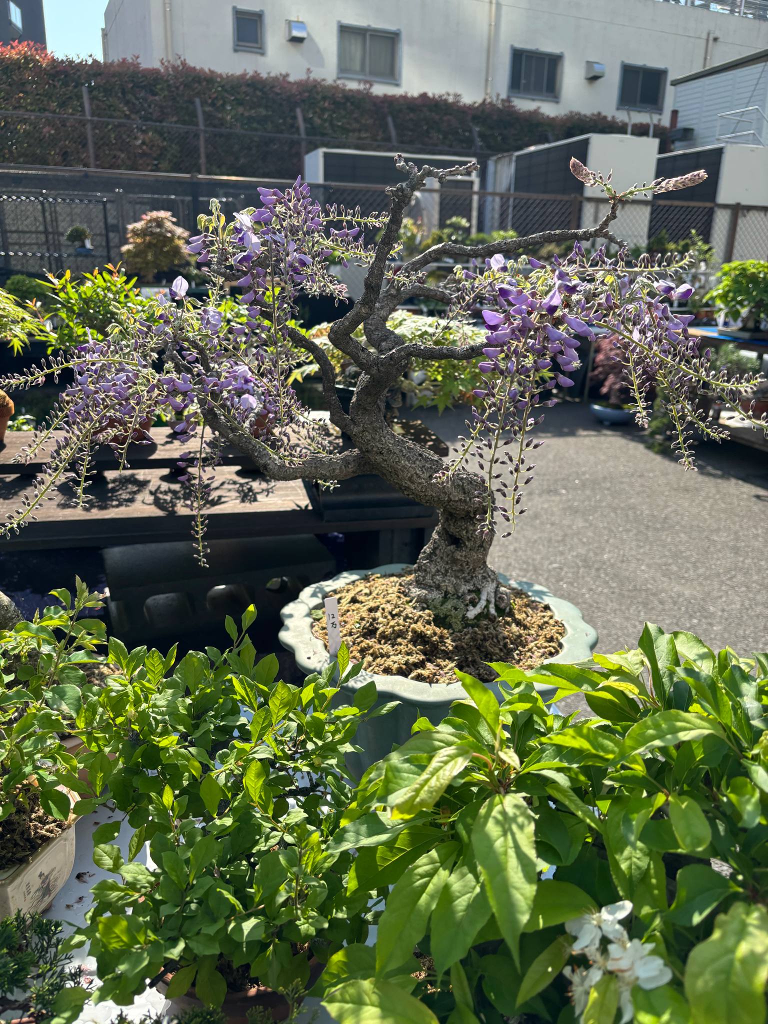 Wisteria floribunda